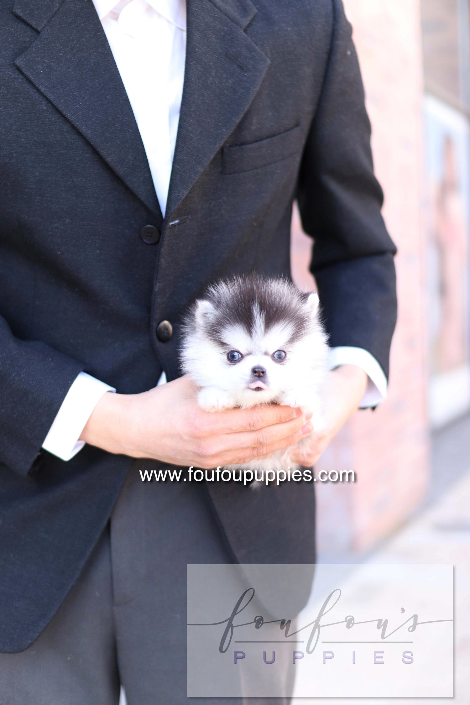 Bisou - Pomsky F.