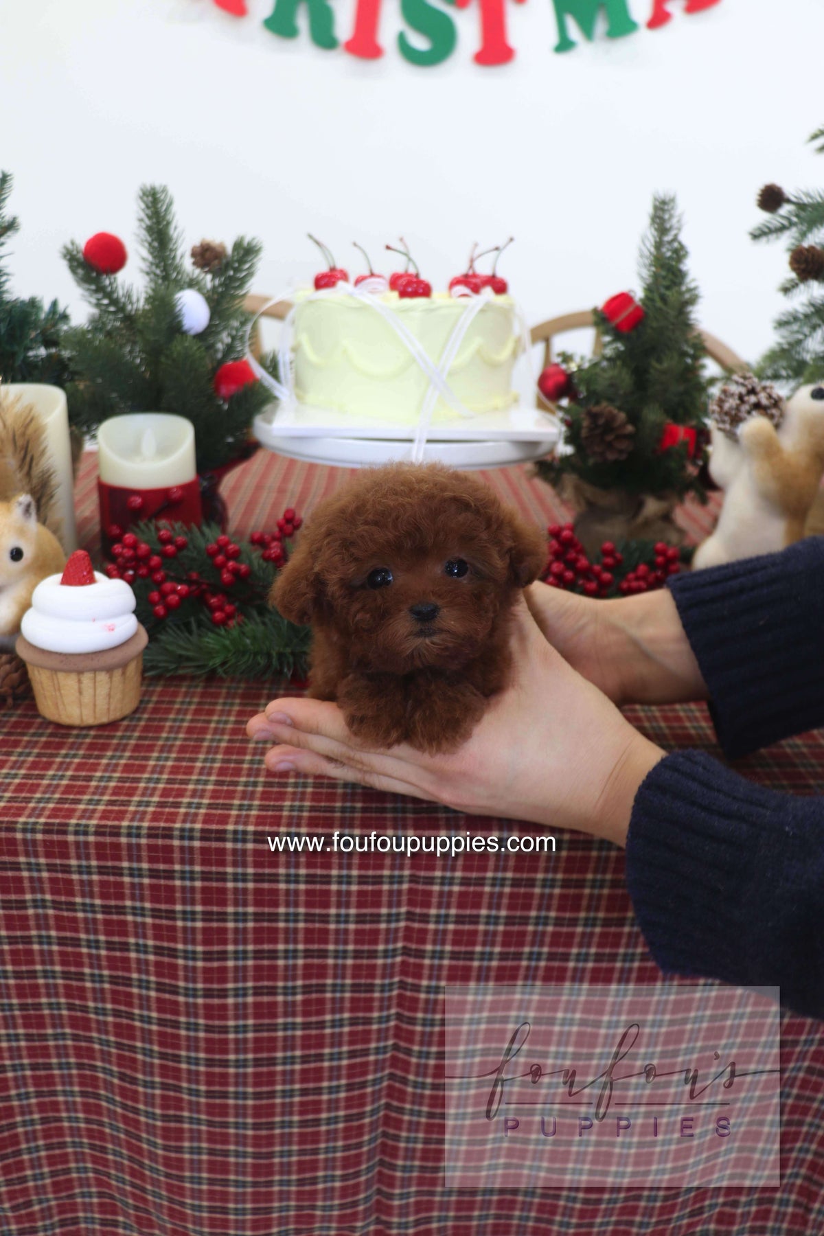 Teacup Puppies for Sale