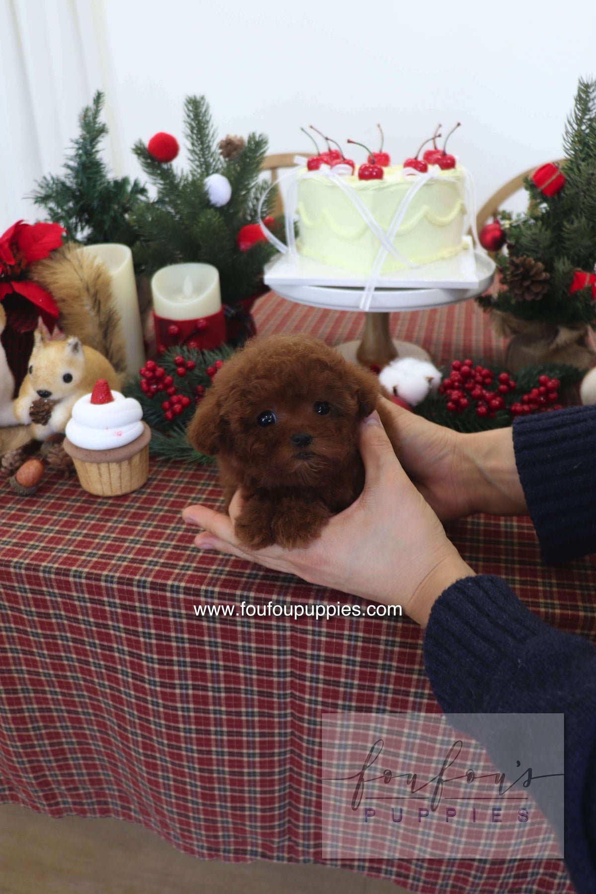 Sienna - Poodle F.