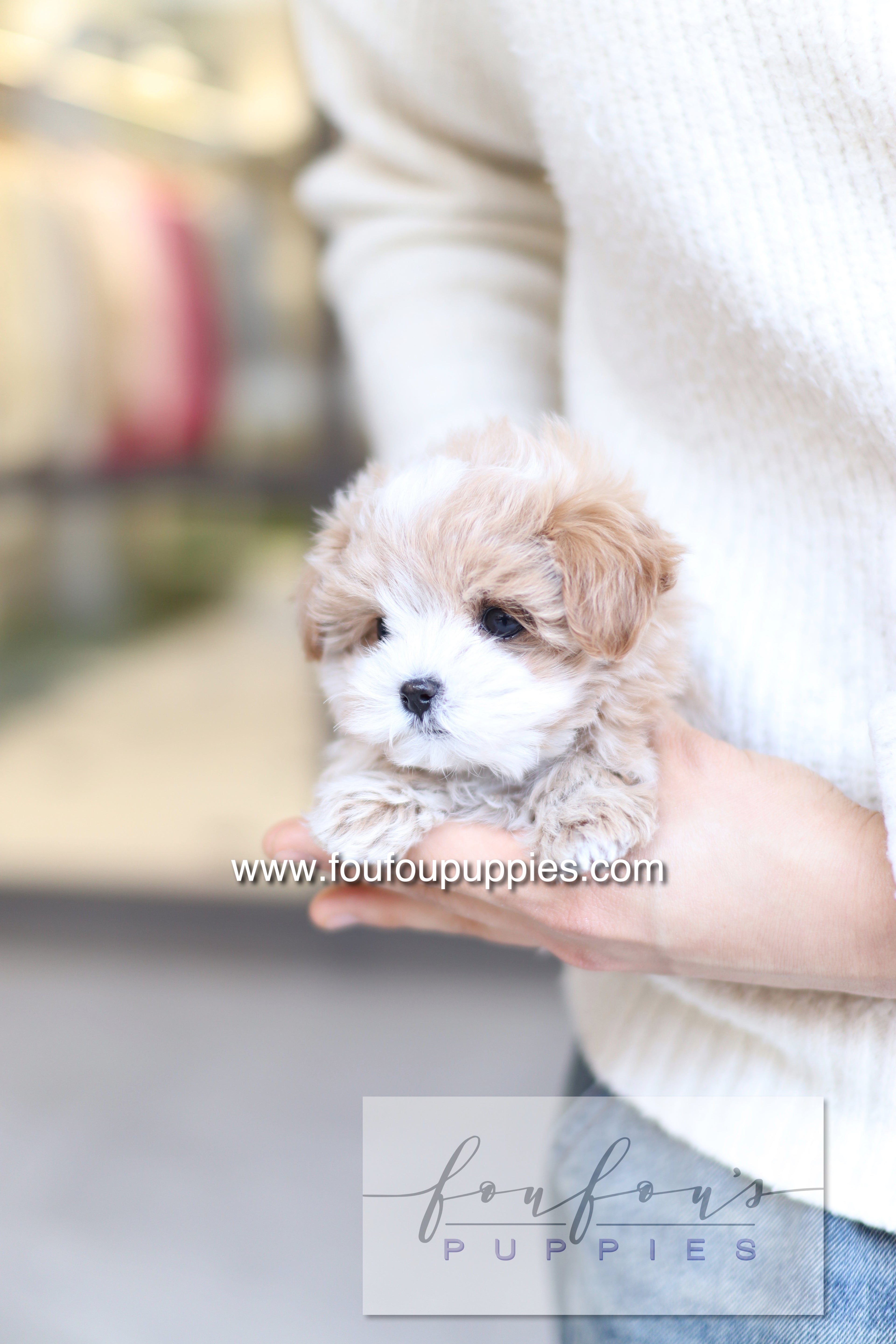 PePe - Maltipoo M.