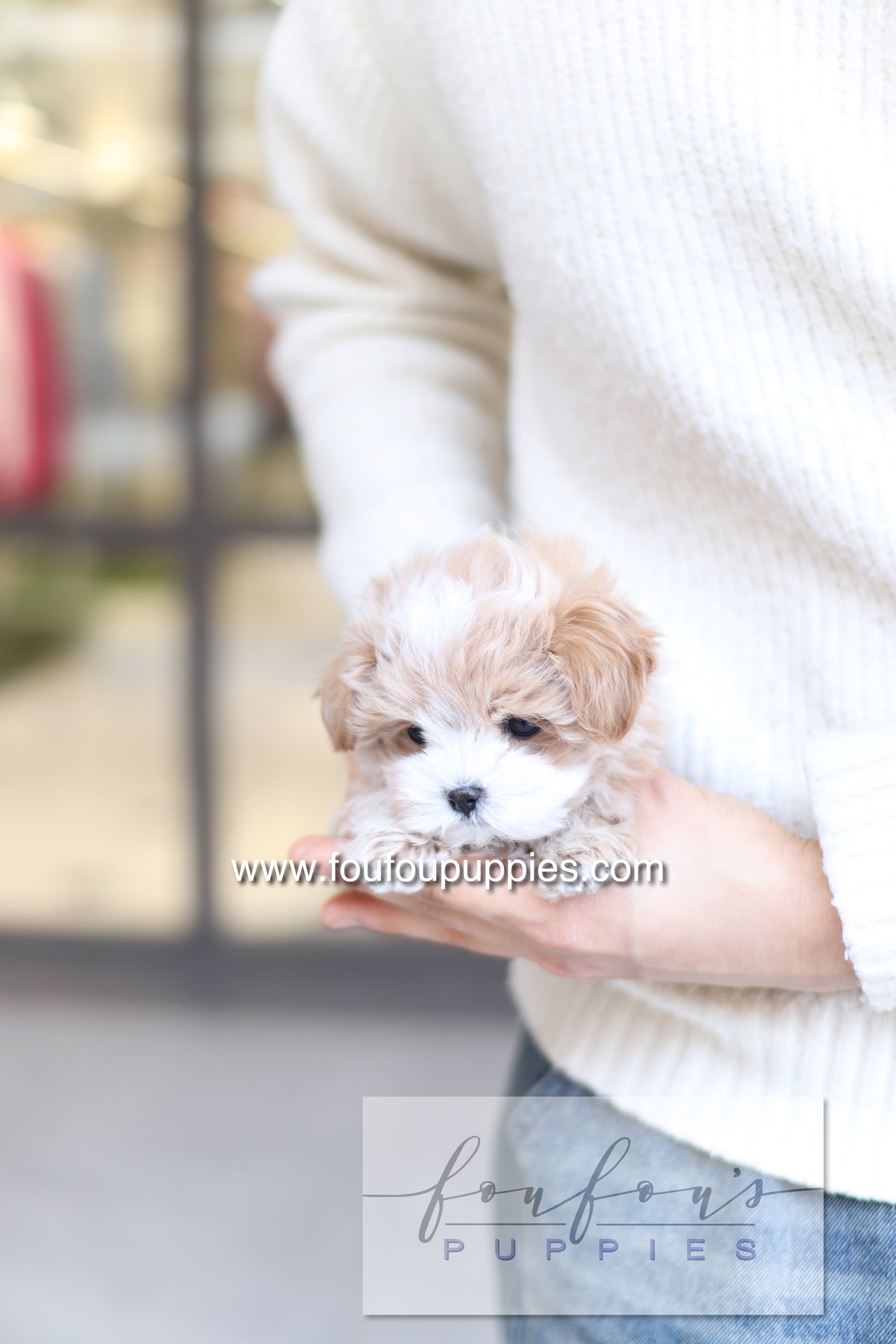 PePe - Maltipoo M.