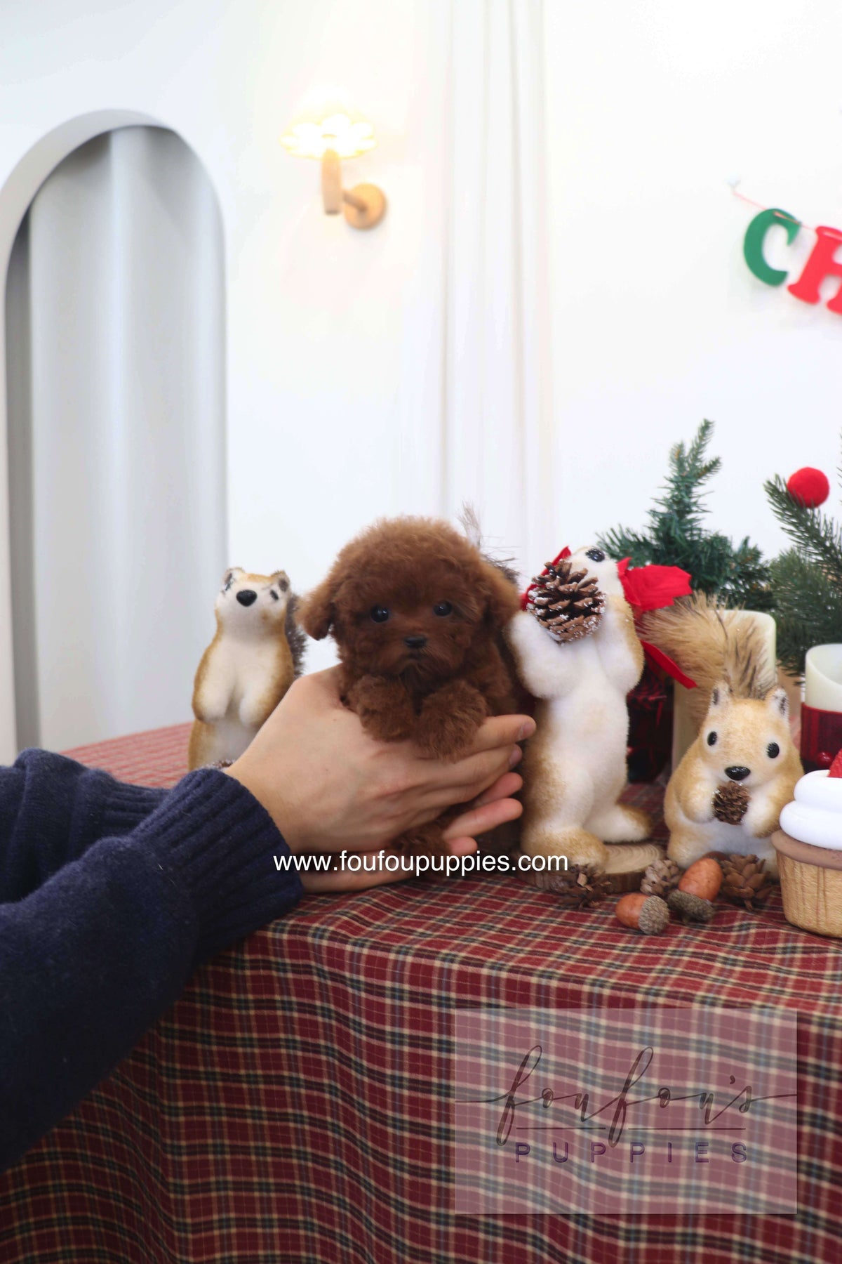 Sienna - Poodle F.