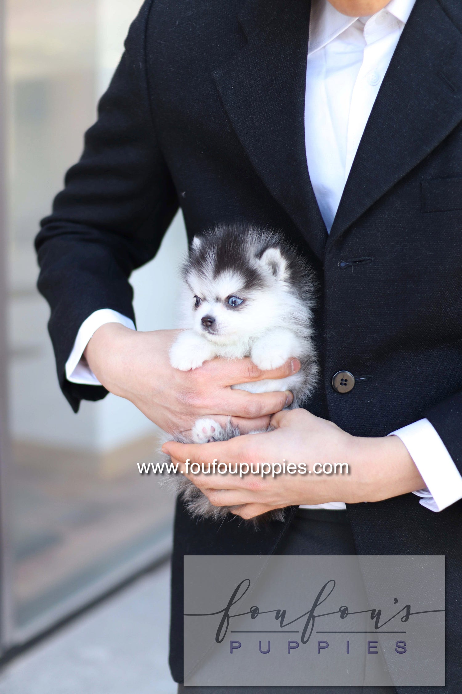 Bisou - Pomsky F.