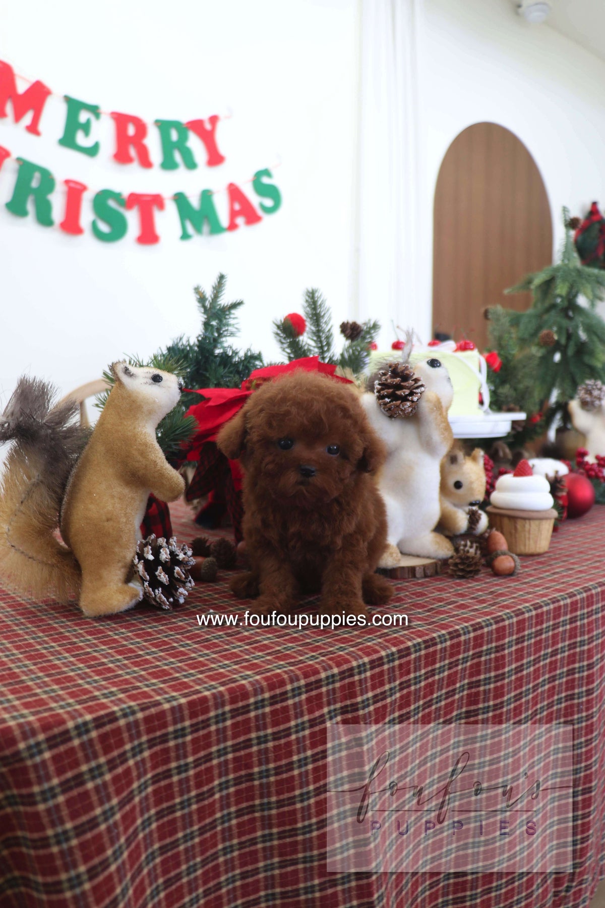 Sienna - Poodle F.
