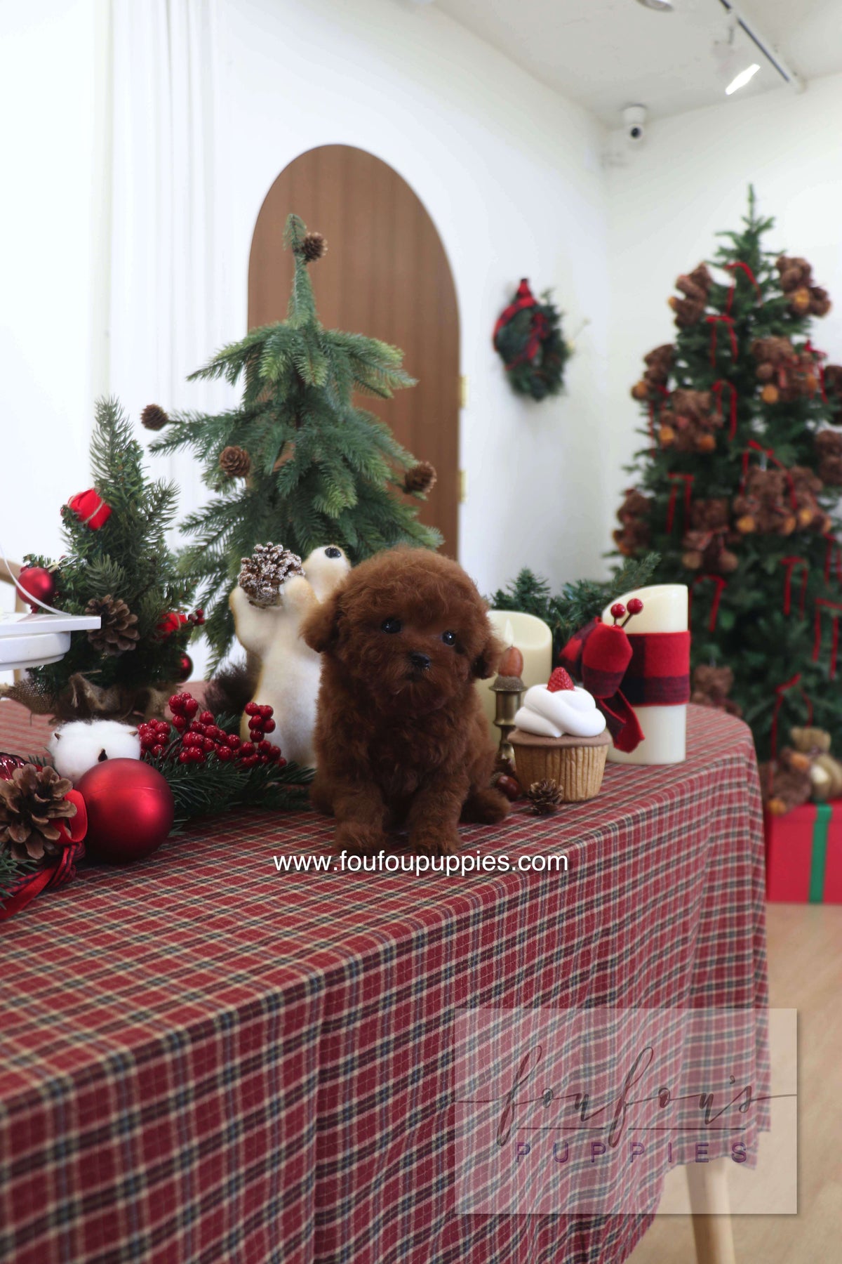 Sienna - Poodle F.