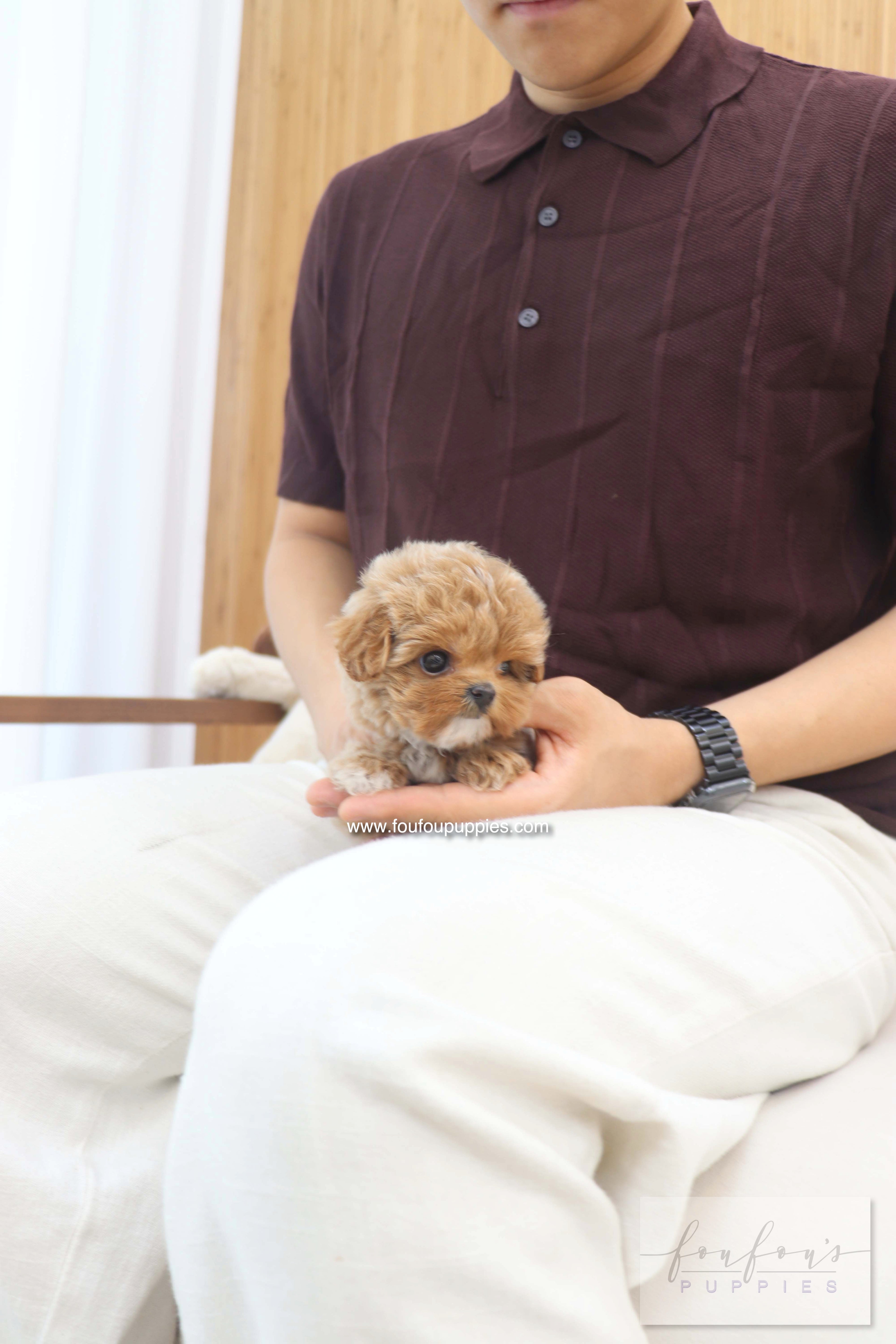 Amalfi - Maltipoo F.
