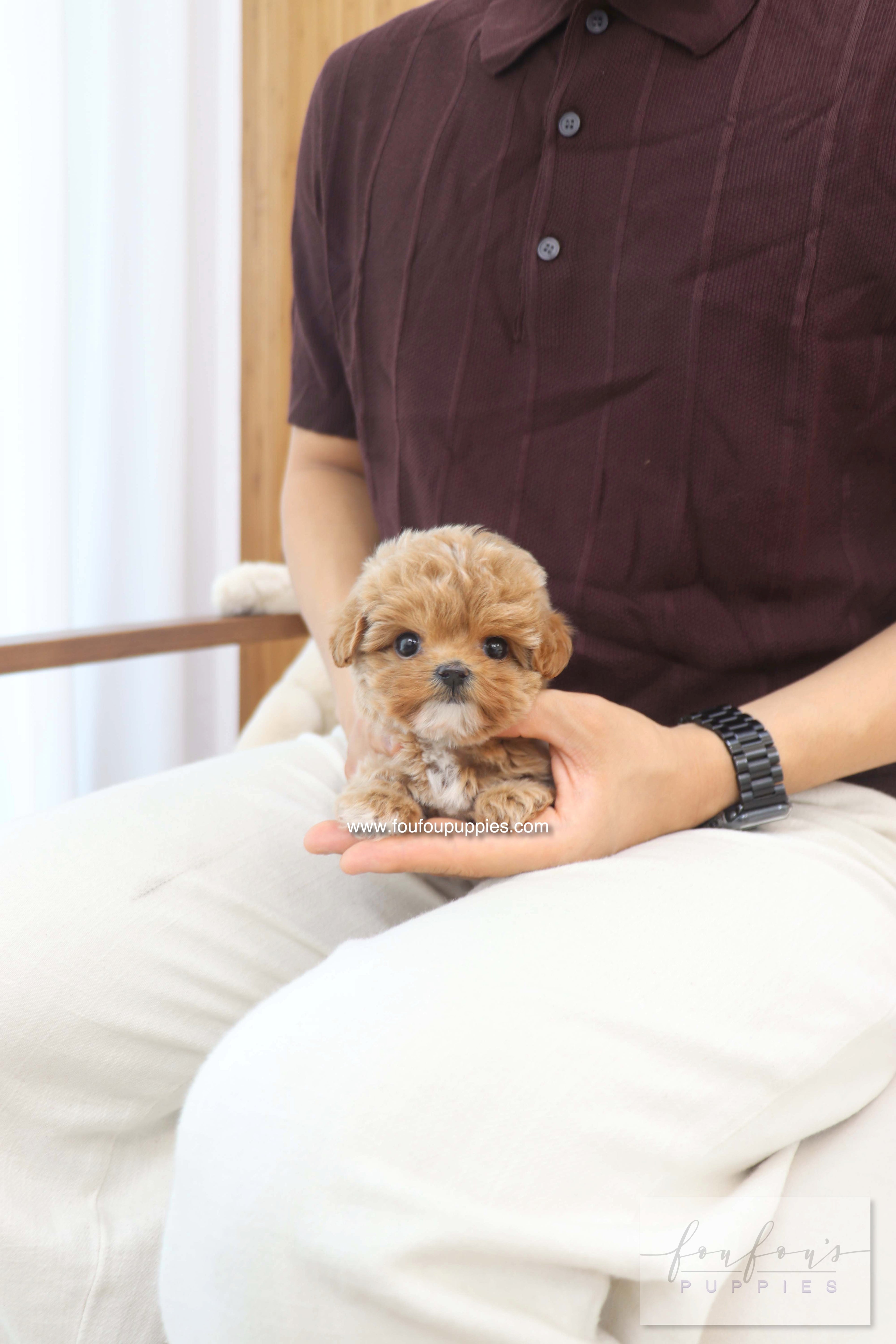 Amalfi - Maltipoo F.