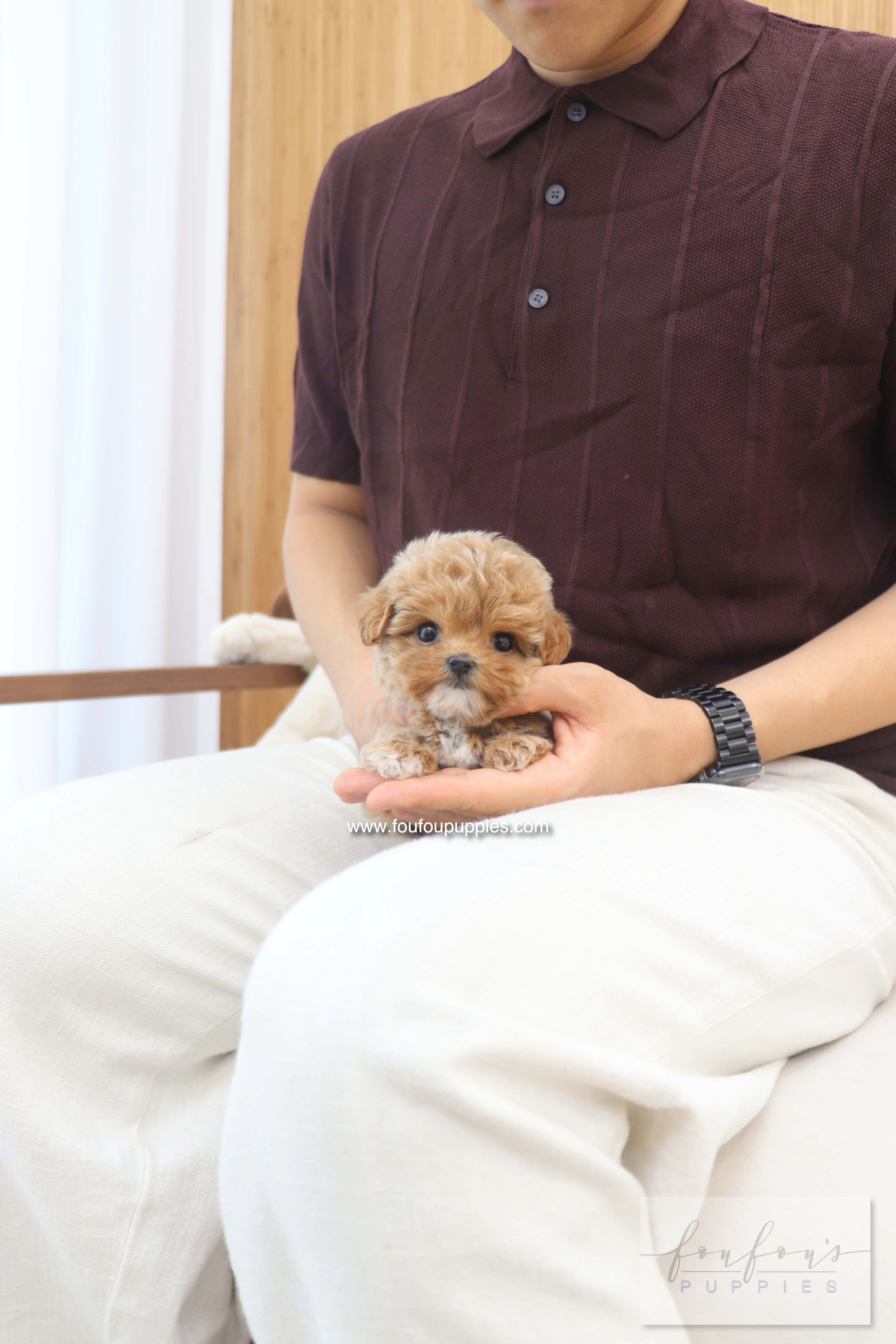 Amalfi - Maltipoo F.