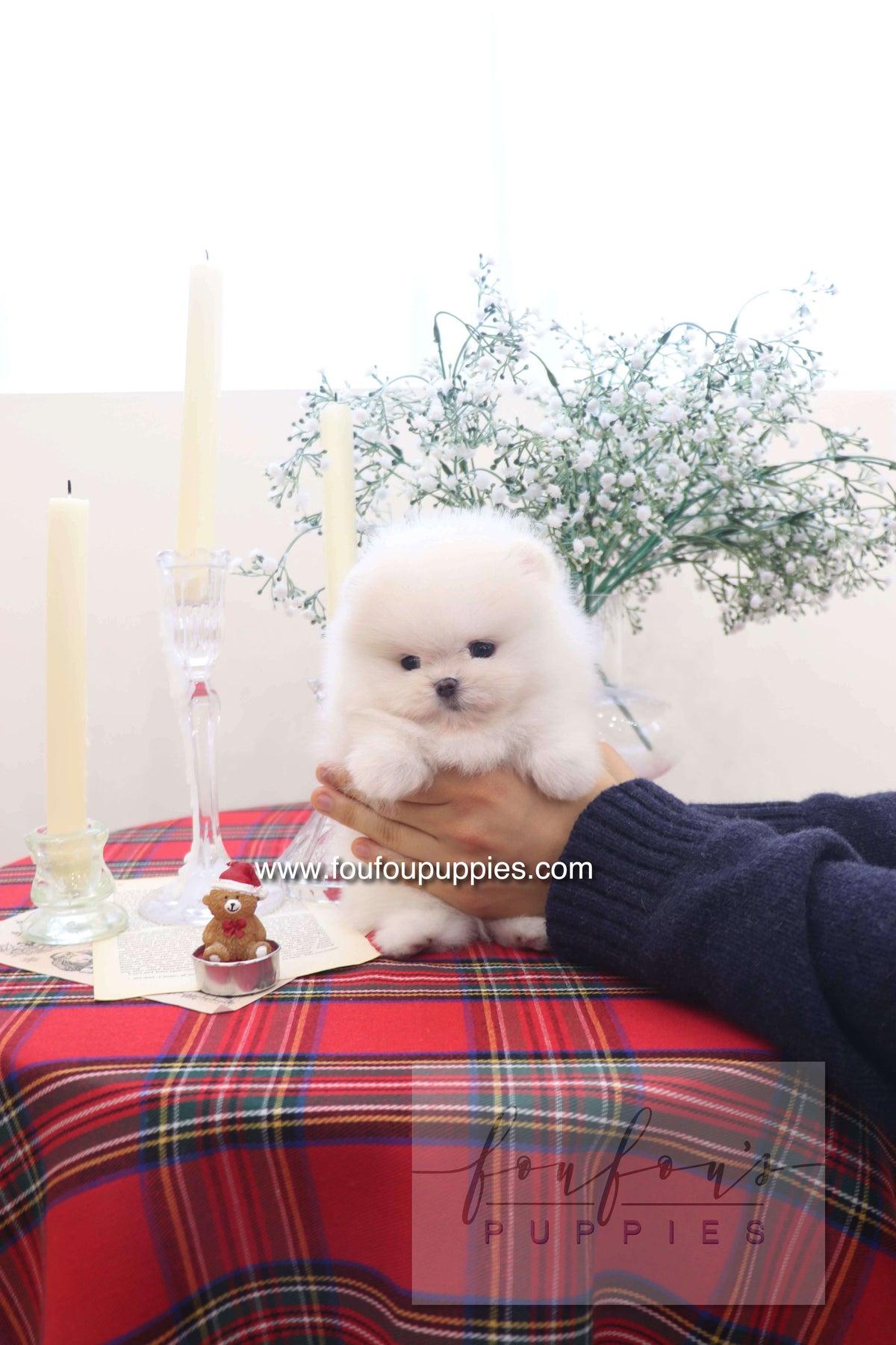 Marshmallow - Pomeranian M.