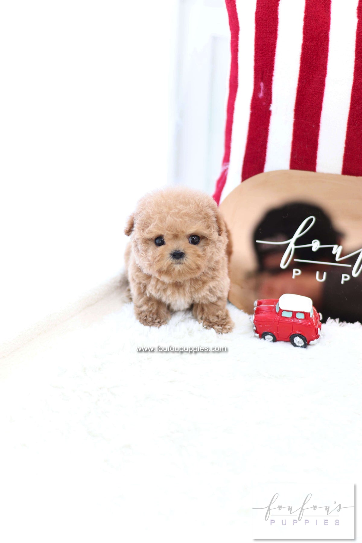 Lioré - Poodle F.