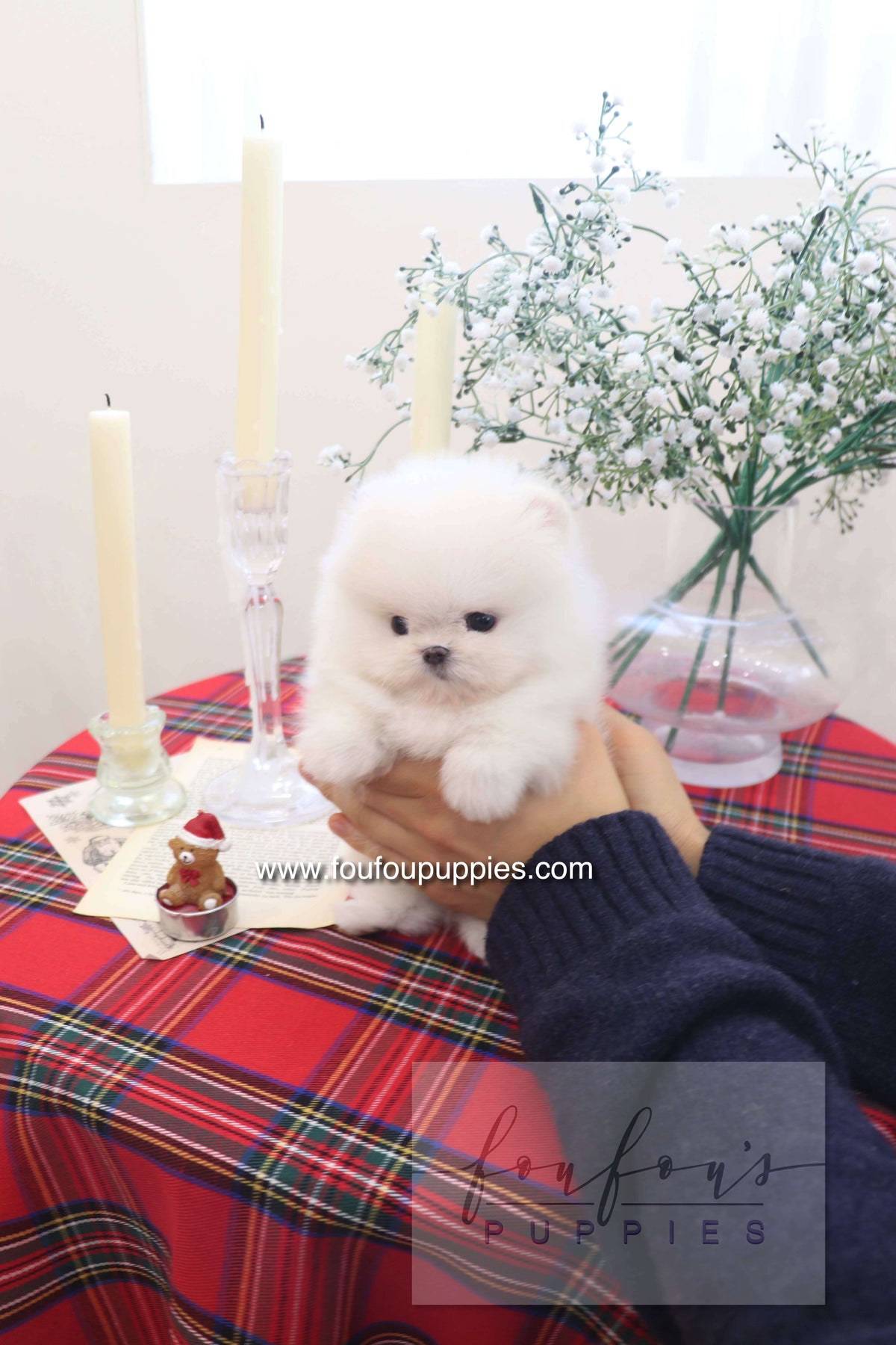 Marshmallow - Pomeranian M.