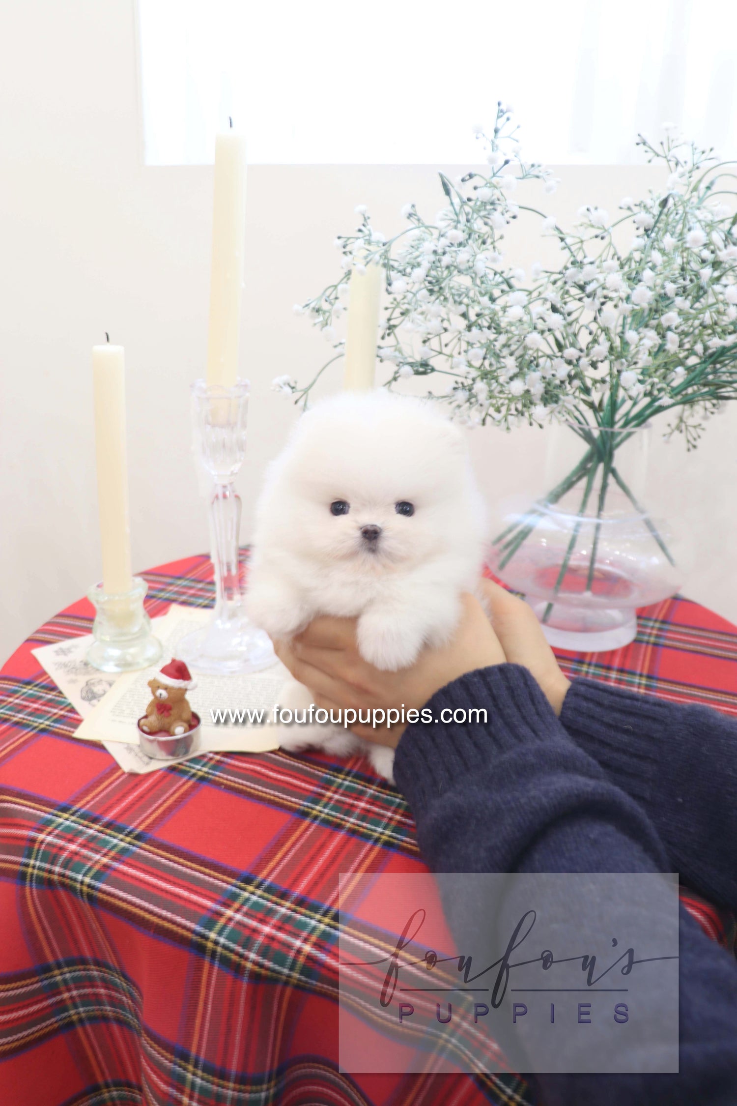 Small white puppy being held on a table with candles and flowers in the background