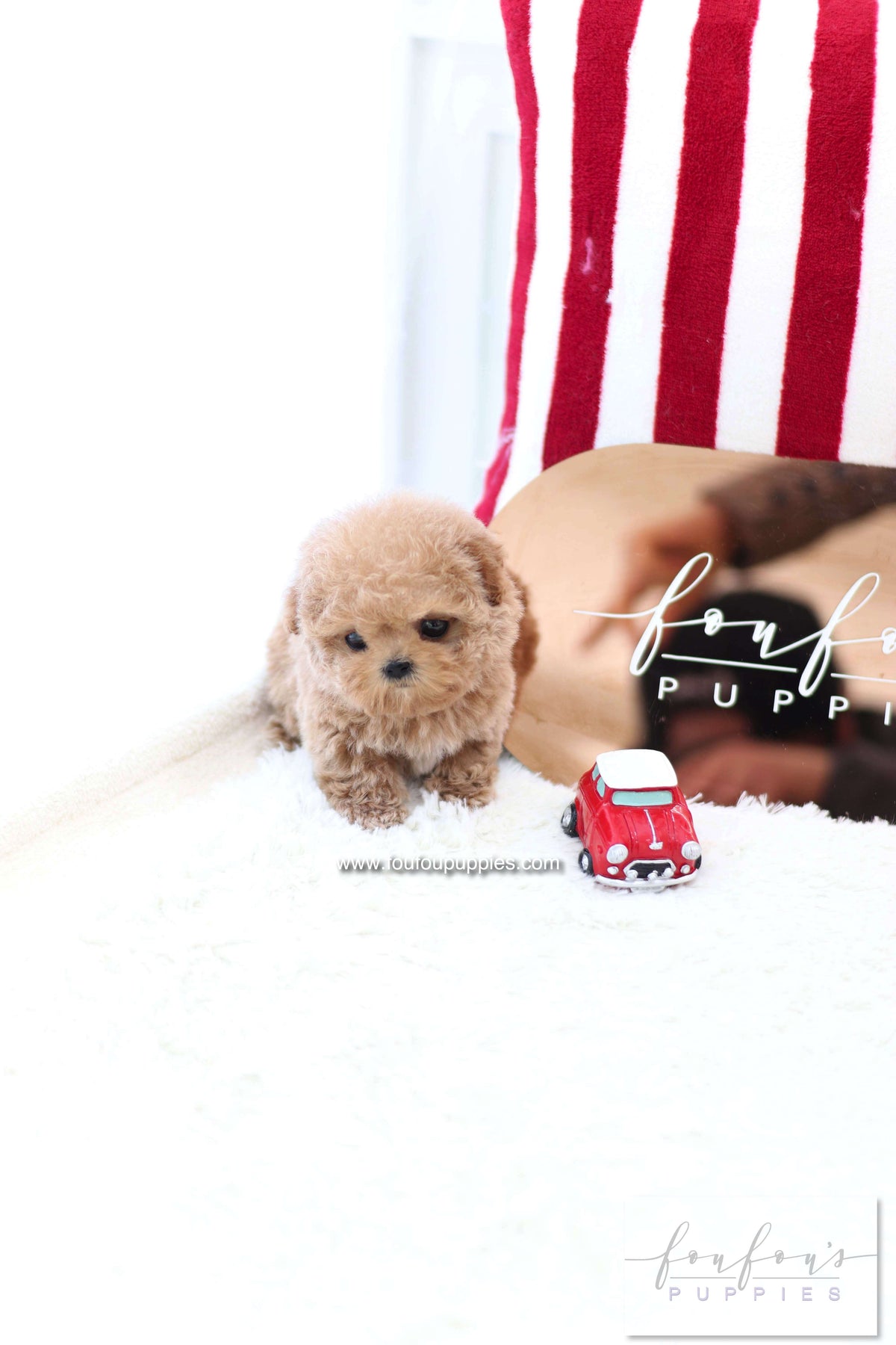 Lioré - Poodle F.