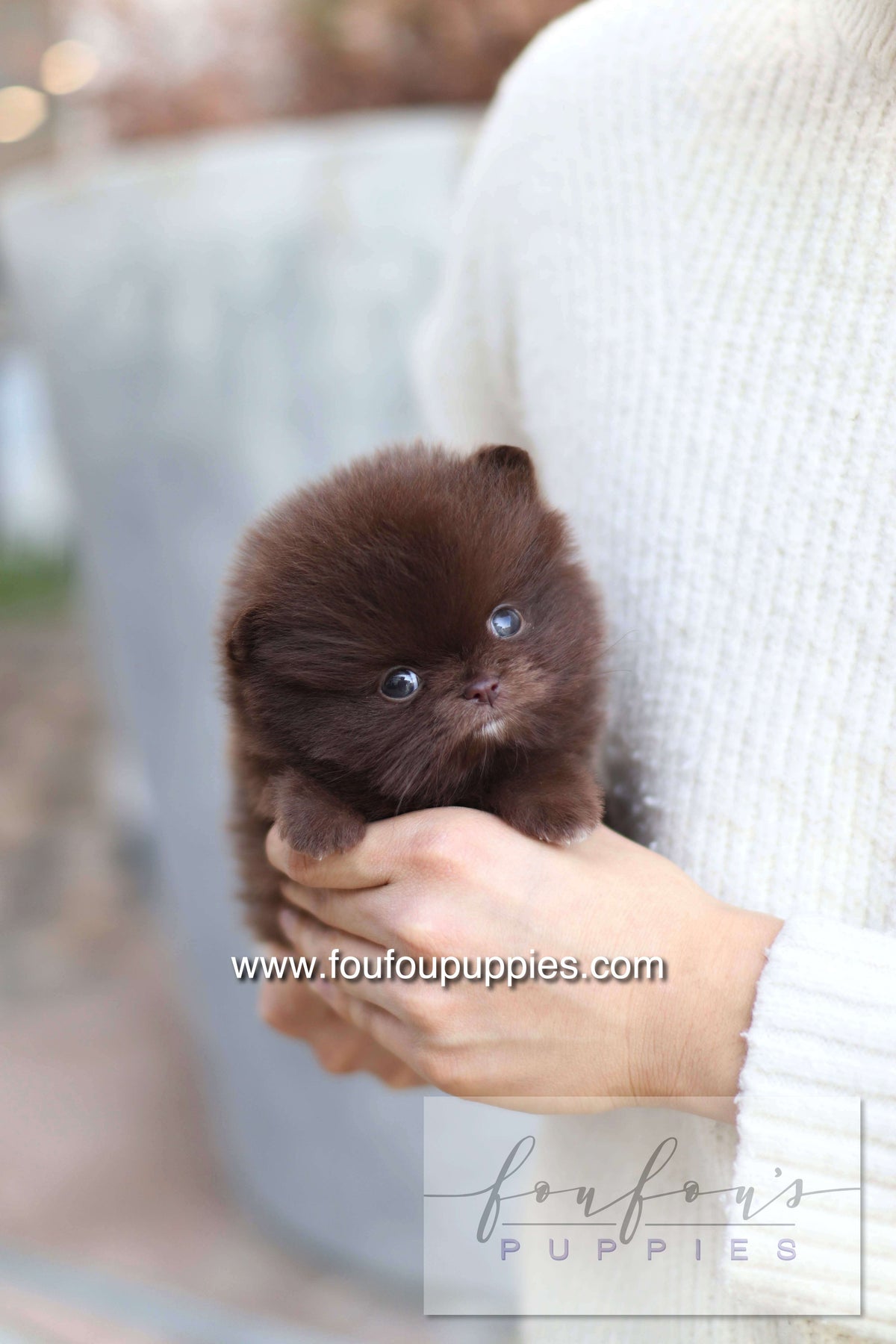 Godiva - Pomeranian F.