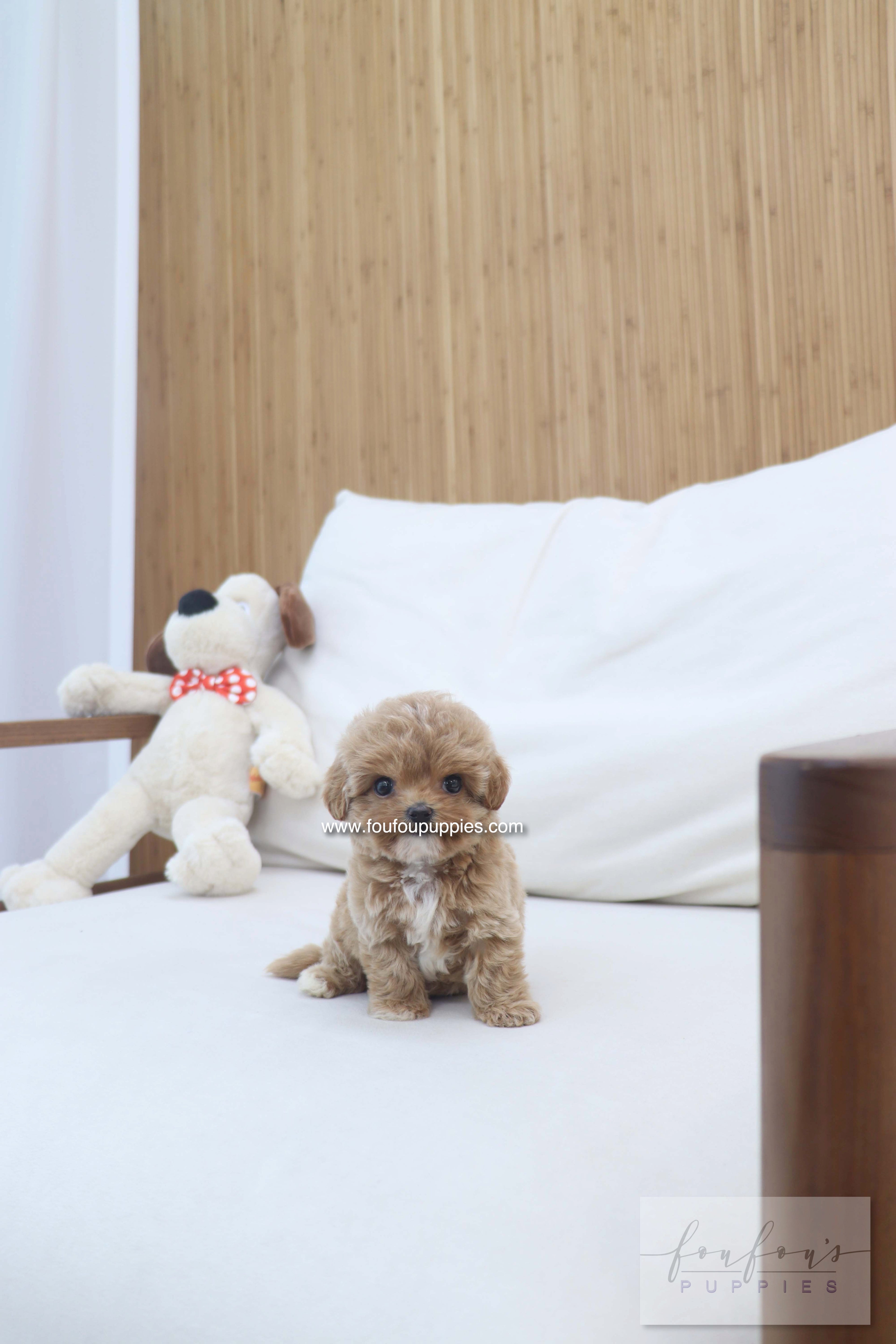 Amalfi - Maltipoo F.