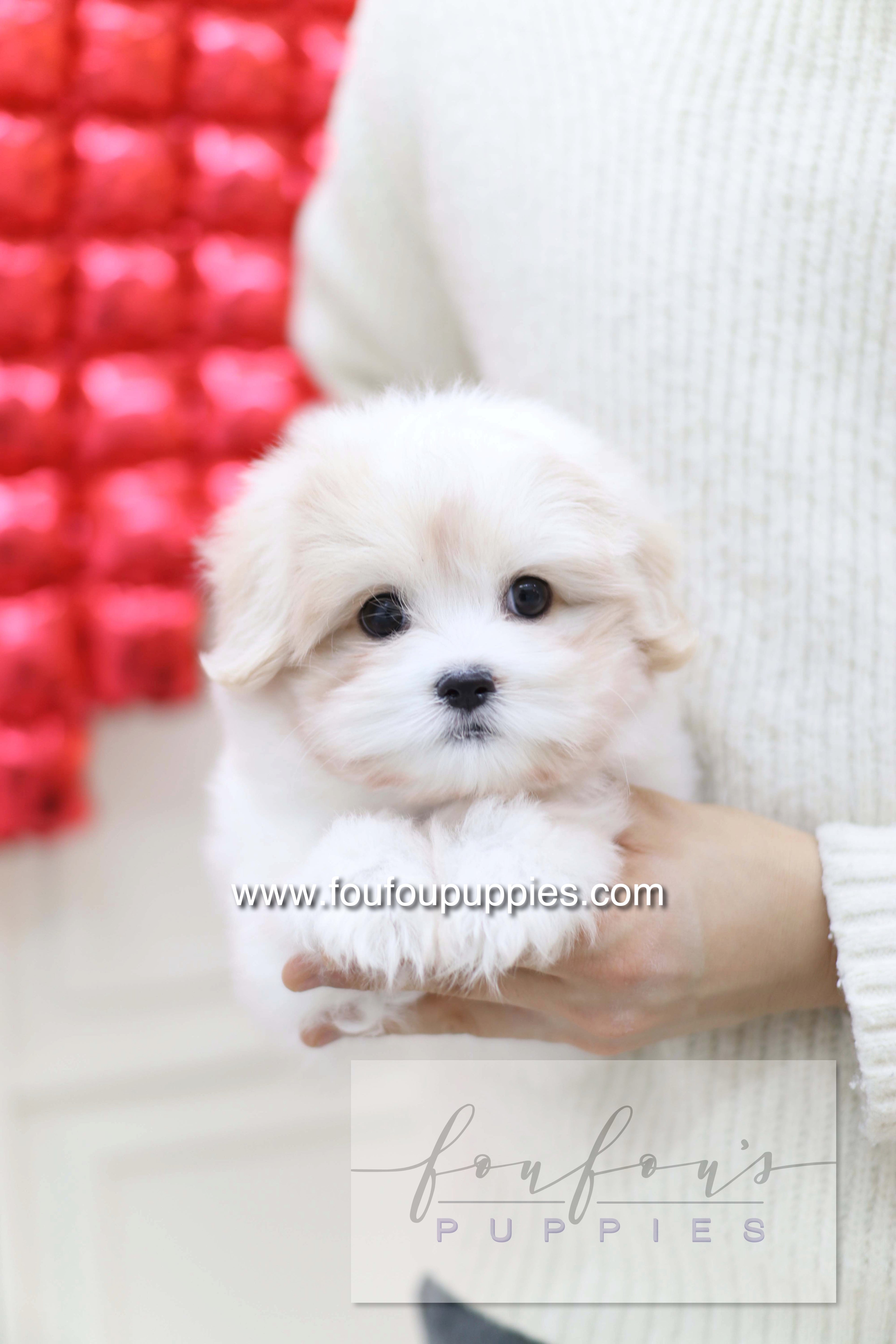 Pouchon - Cotton De Tulear M.