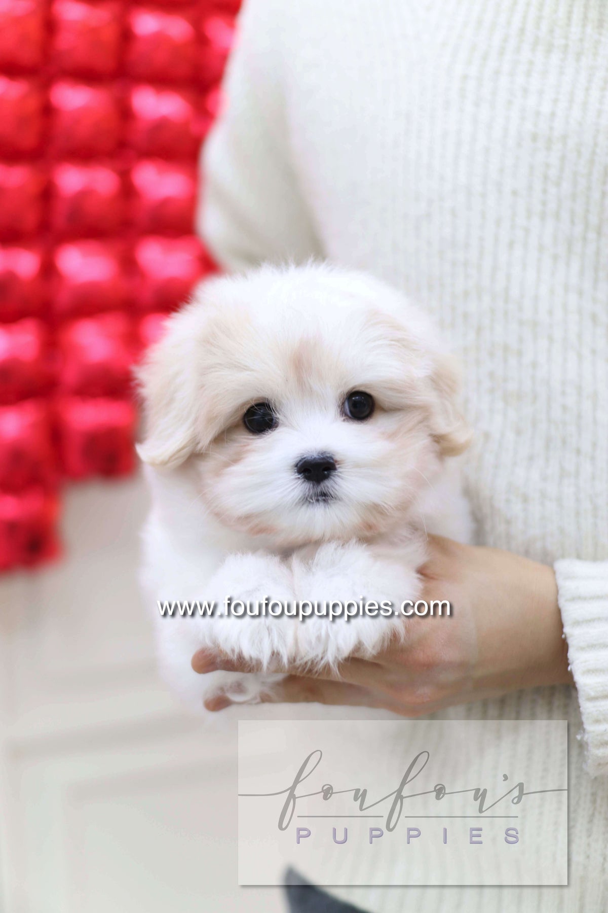 Pouchon - Cotton De Tulear M.