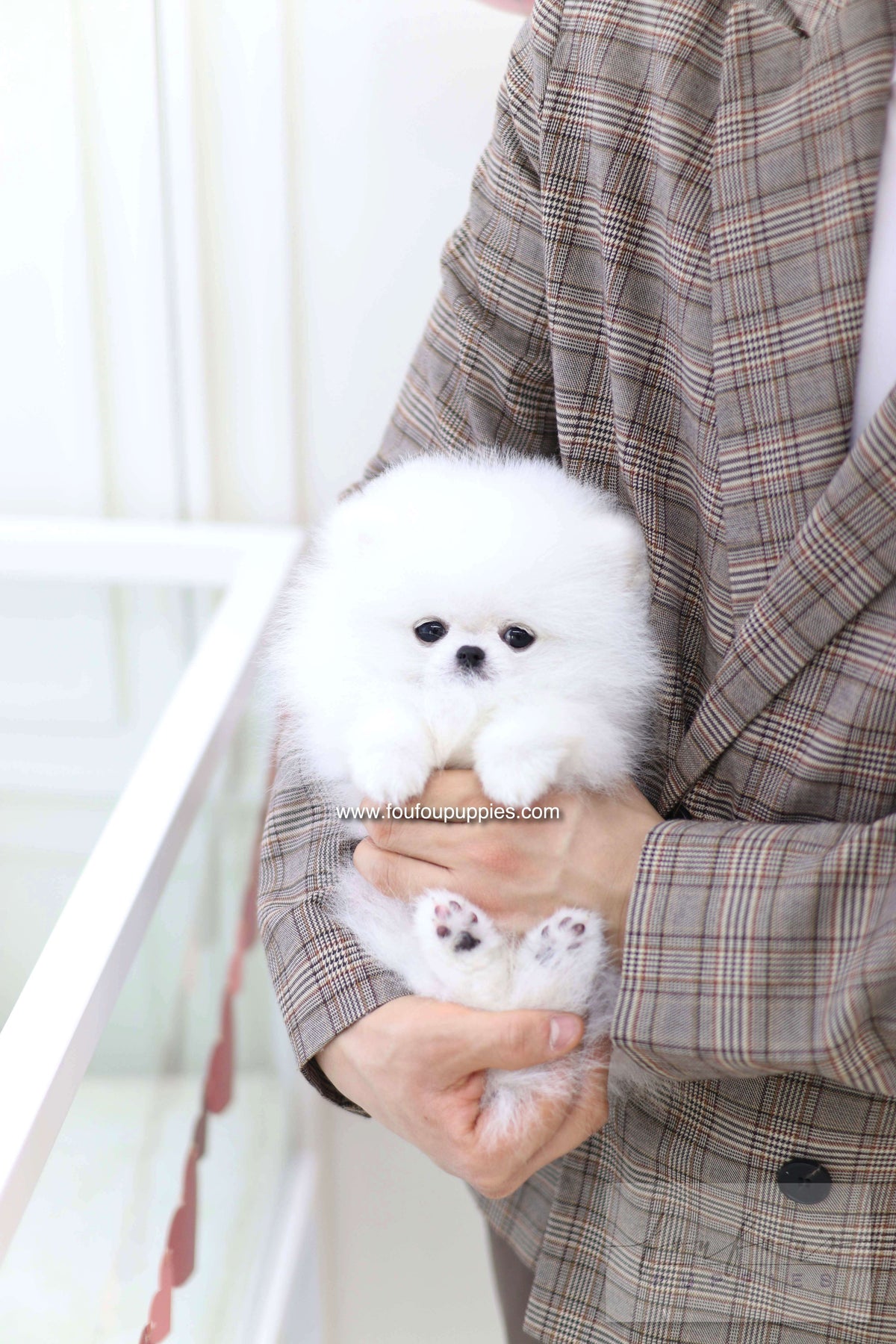 Nieve - Pomeranian F.