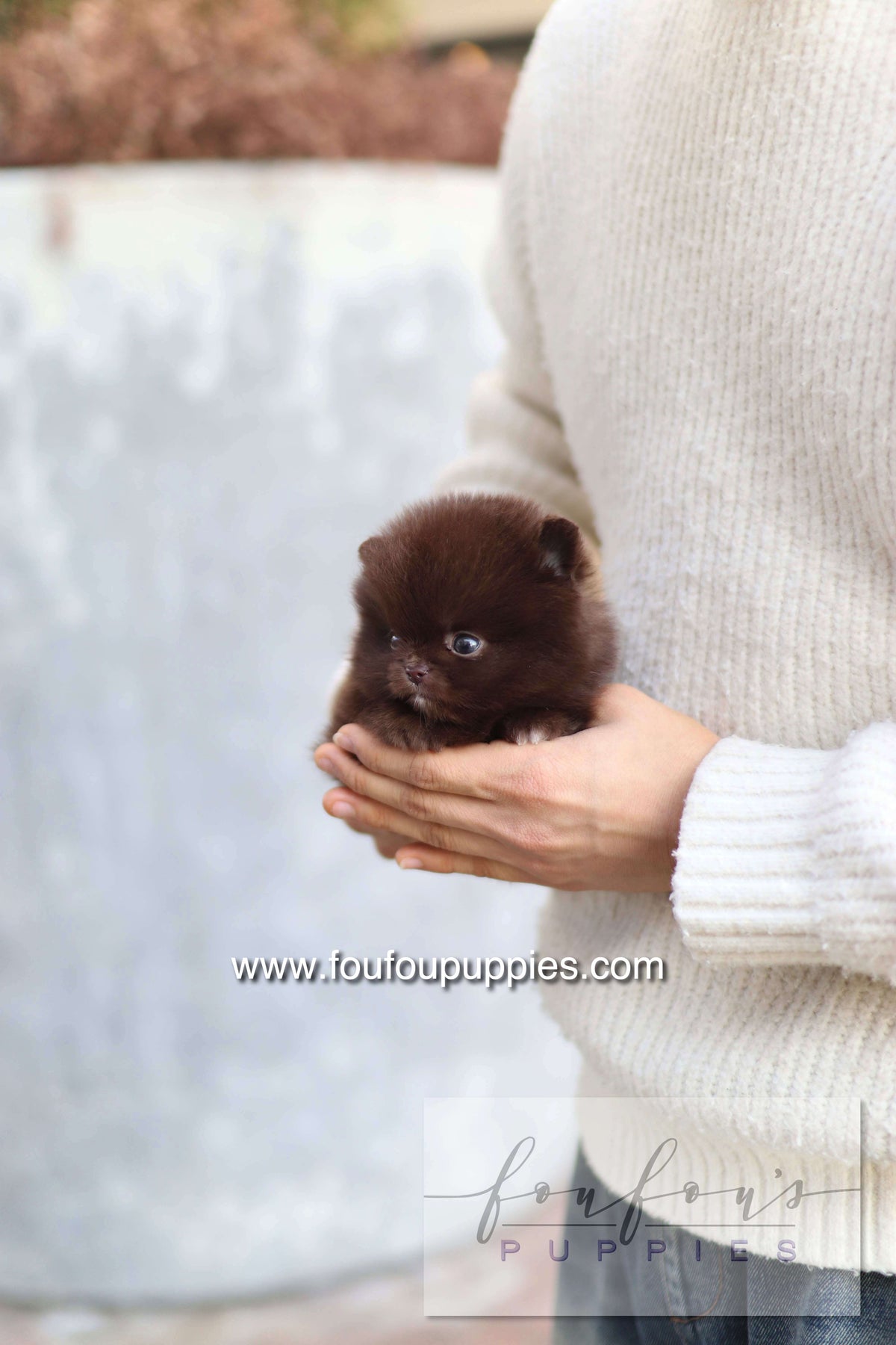 Godiva - Pomeranian F.