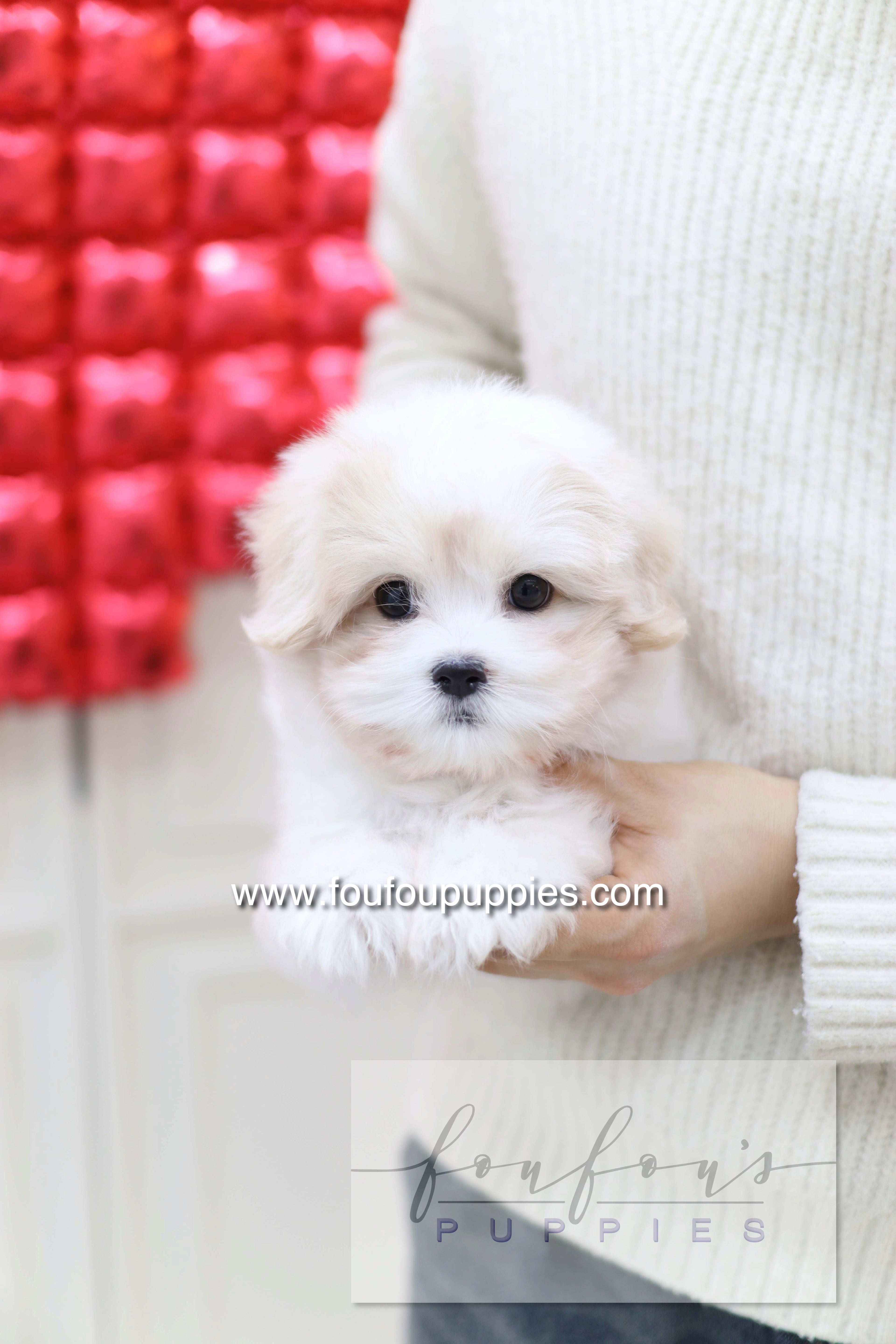 Pouchon - Cotton De Tulear M.