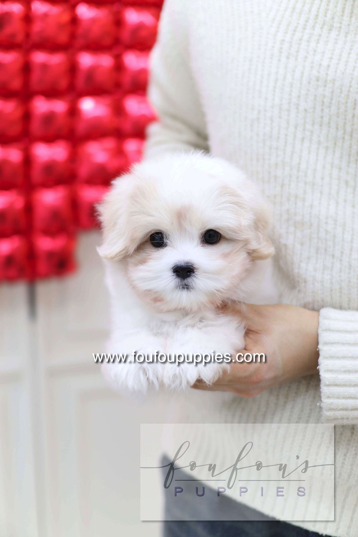 Pouchon - Cotton De Tulear M.
