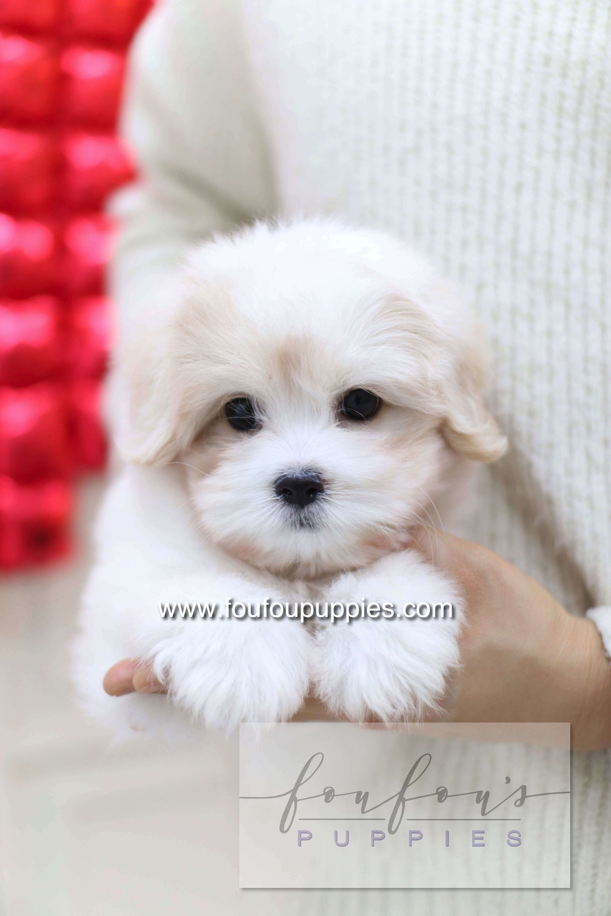 Pouchon - Cotton De Tulear M.