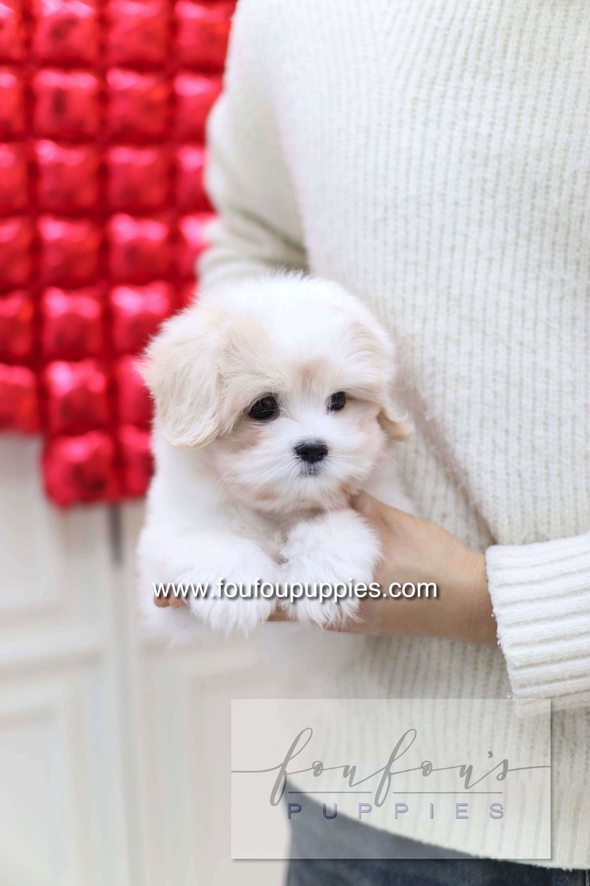 Pouchon - Cotton De Tulear M.