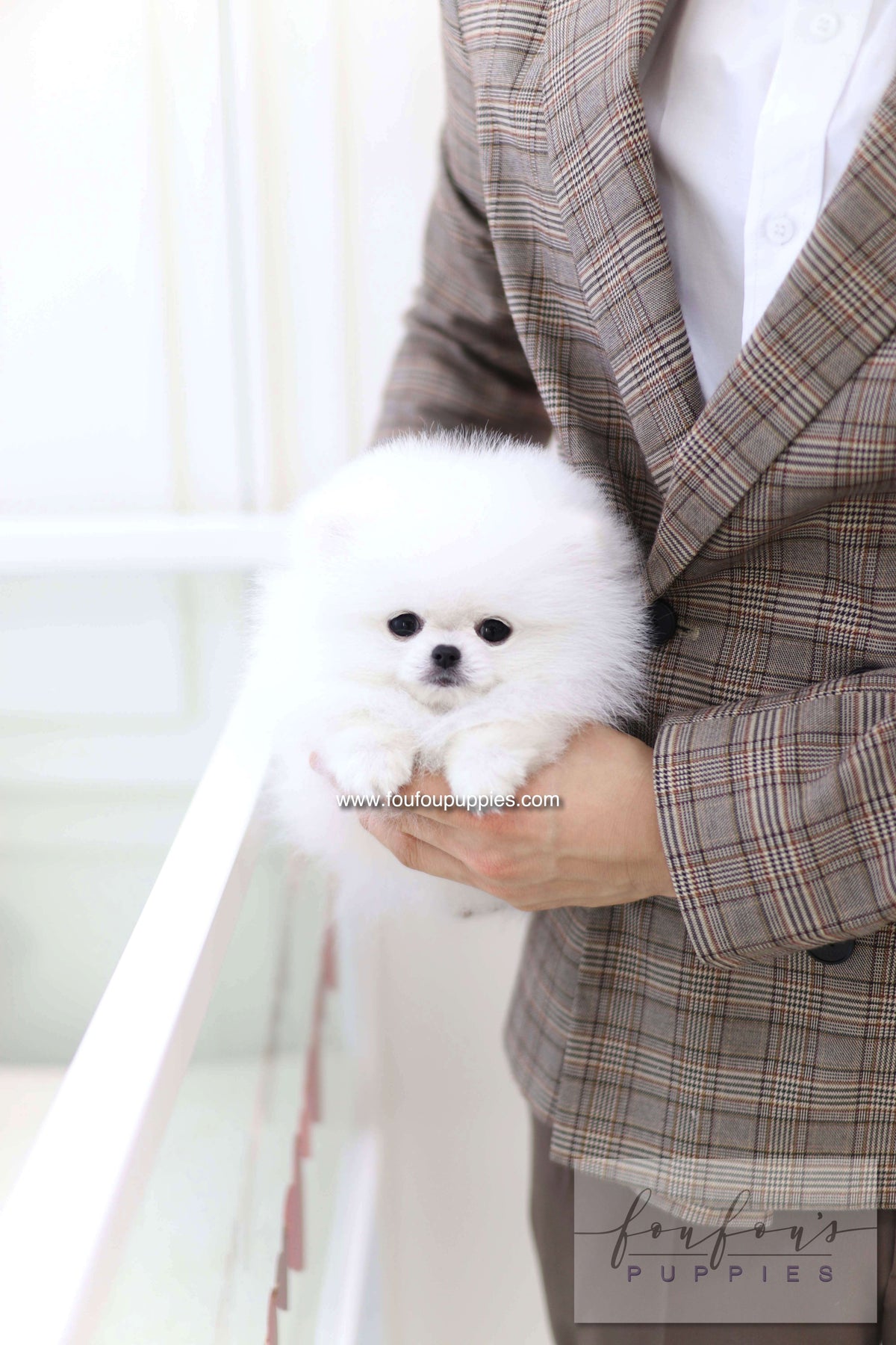 Nieve - Pomeranian F.