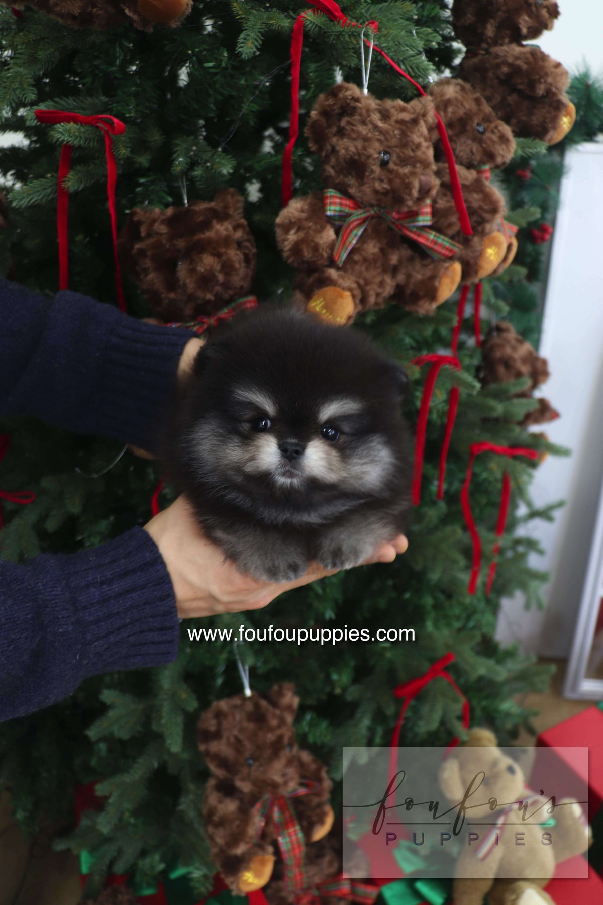 Truffle - Pomeranian M.