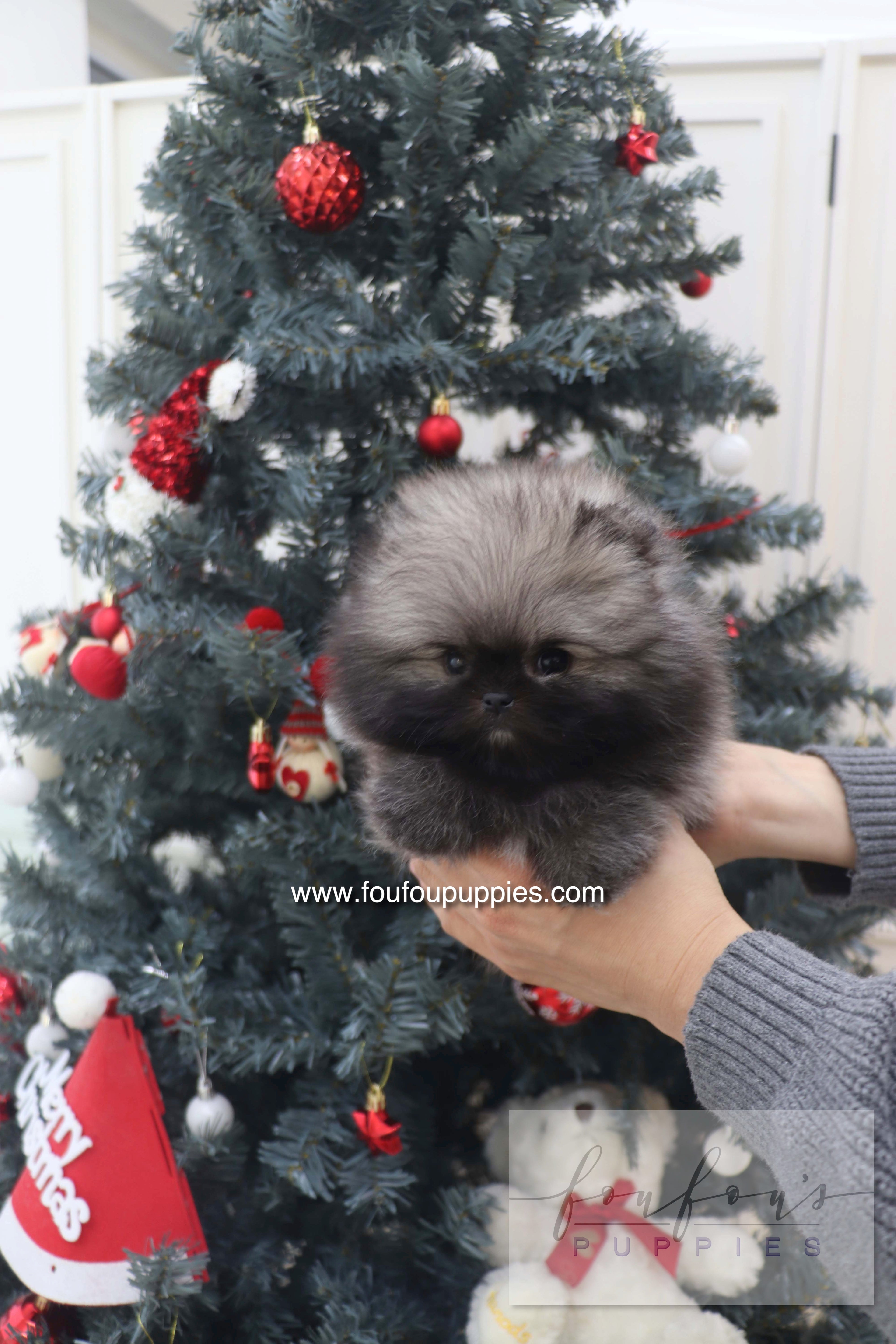 Mory - Pomeranian M.