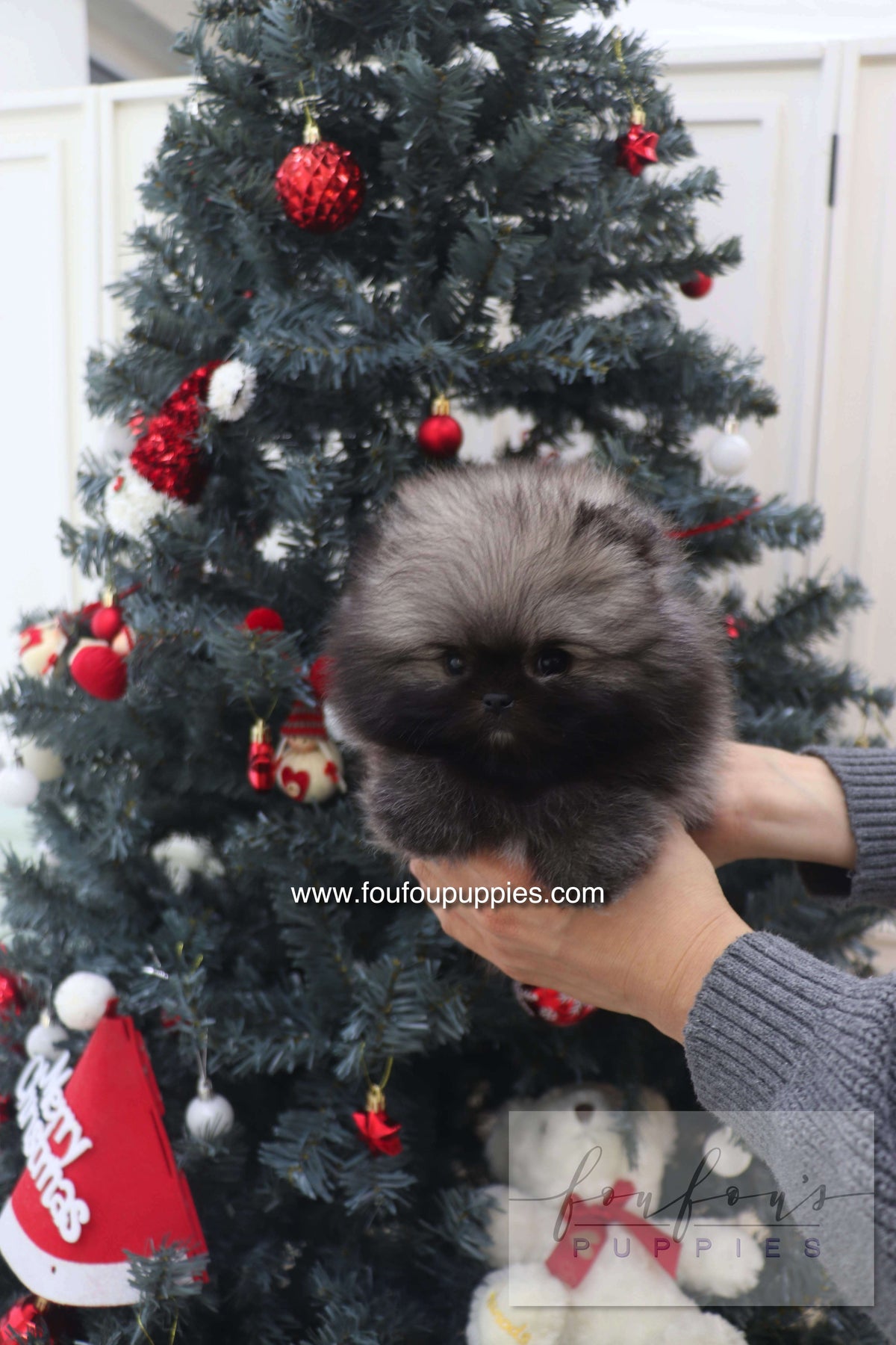 Mory - Pomeranian M.