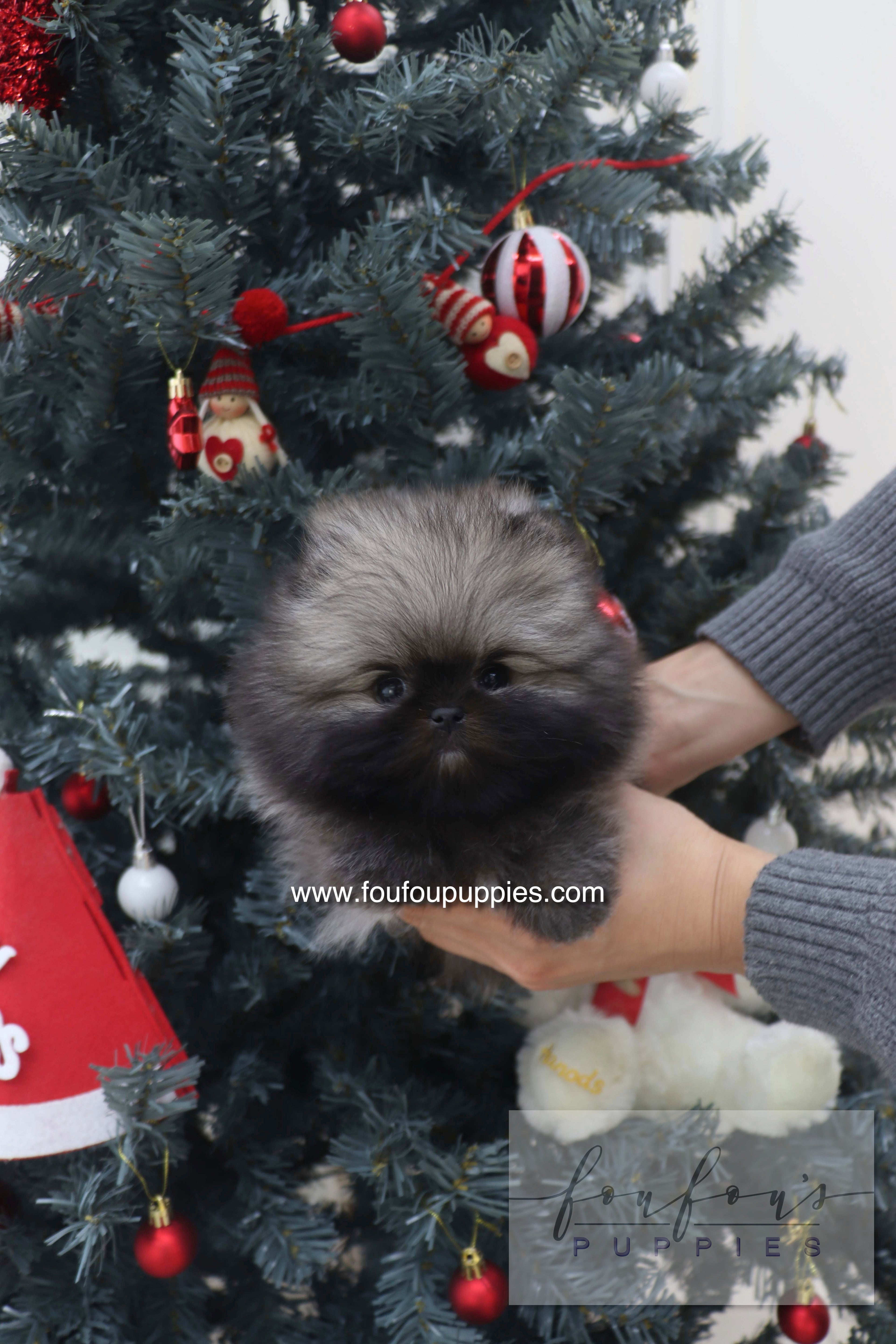 Mory - Pomeranian M.