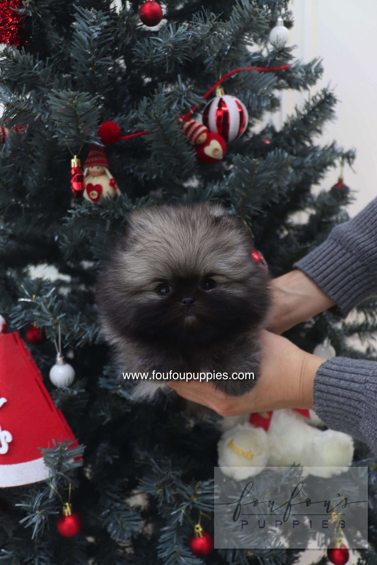 Mory - Pomeranian M.