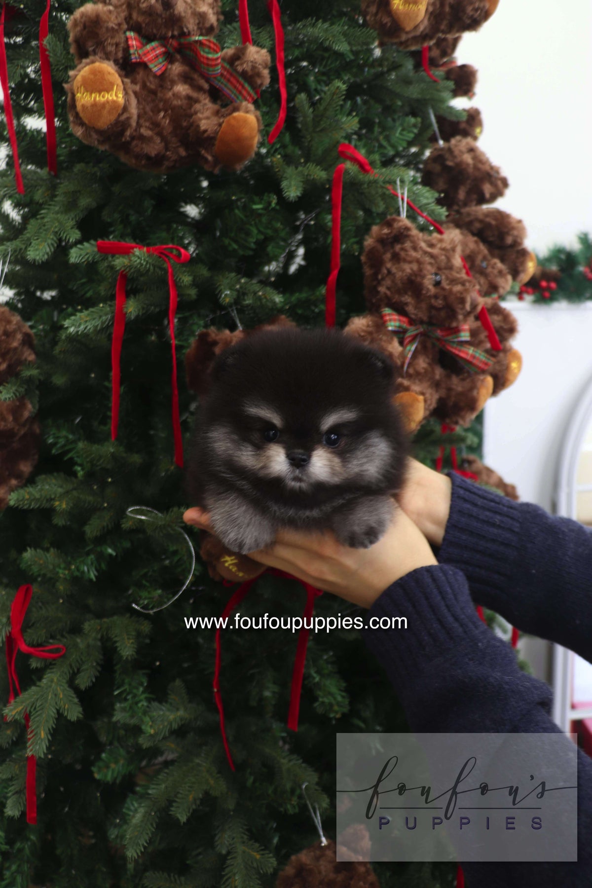 Truffle - Pomeranian M.