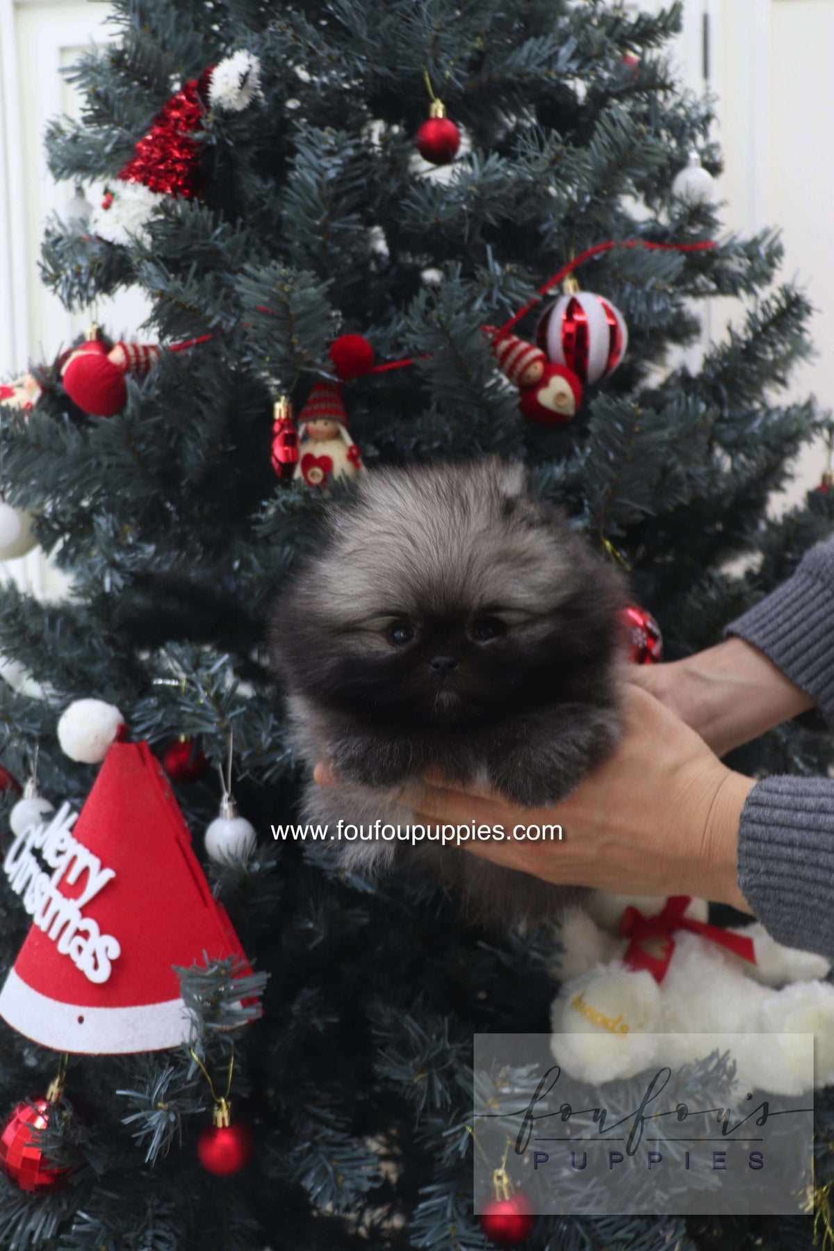 Mory - Pomeranian M.