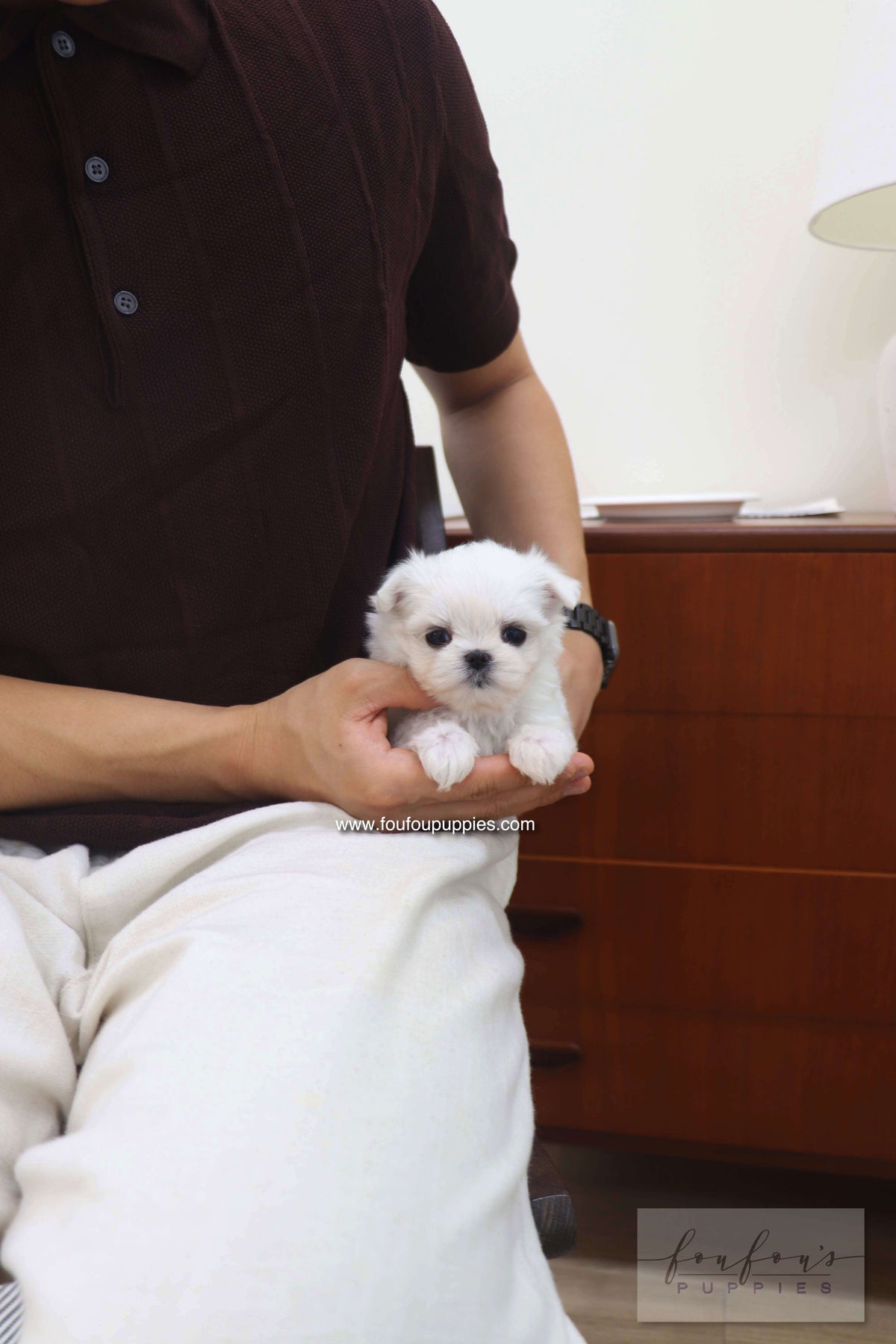 Capri - Maltese F.