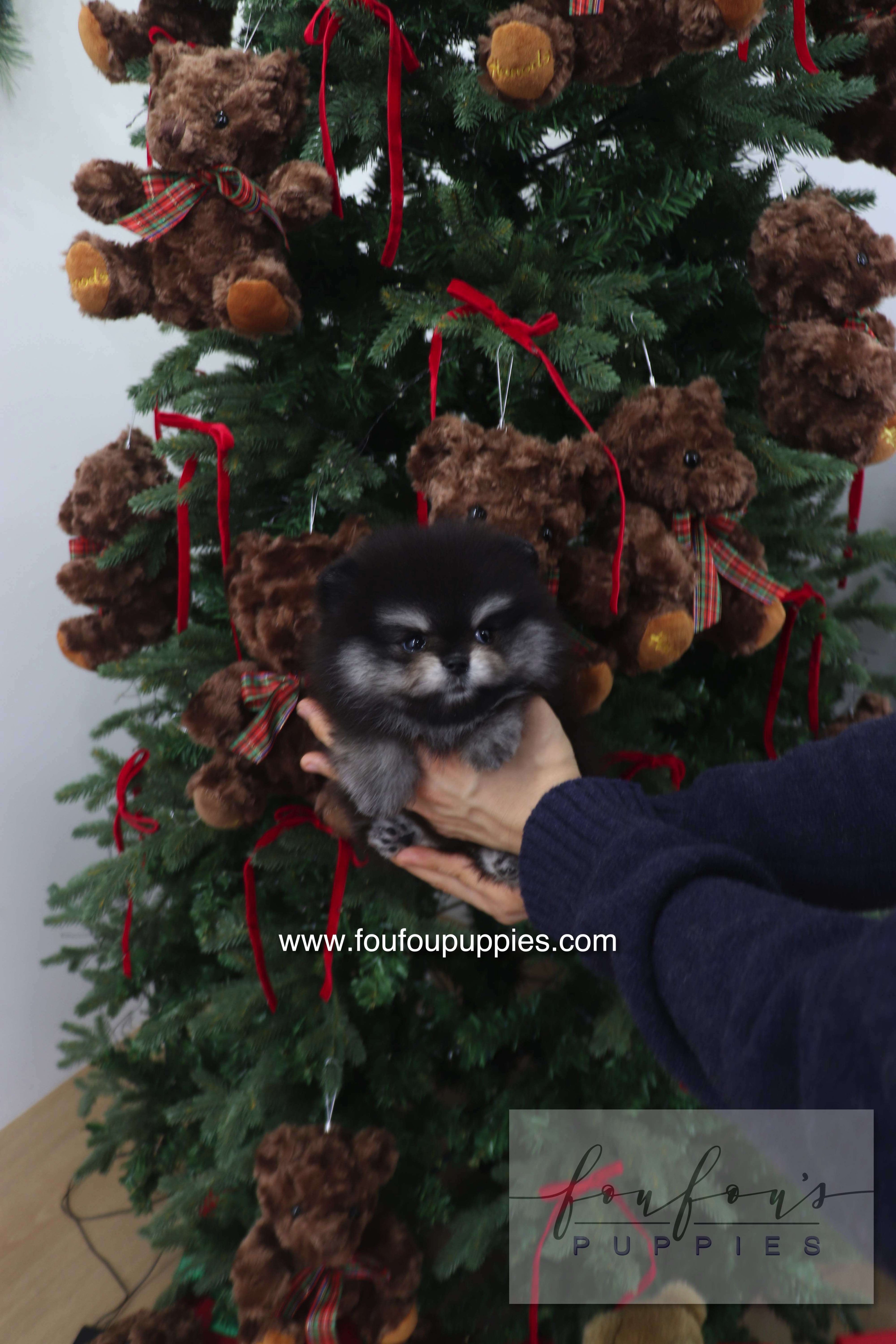 Truffle - Pomeranian M.