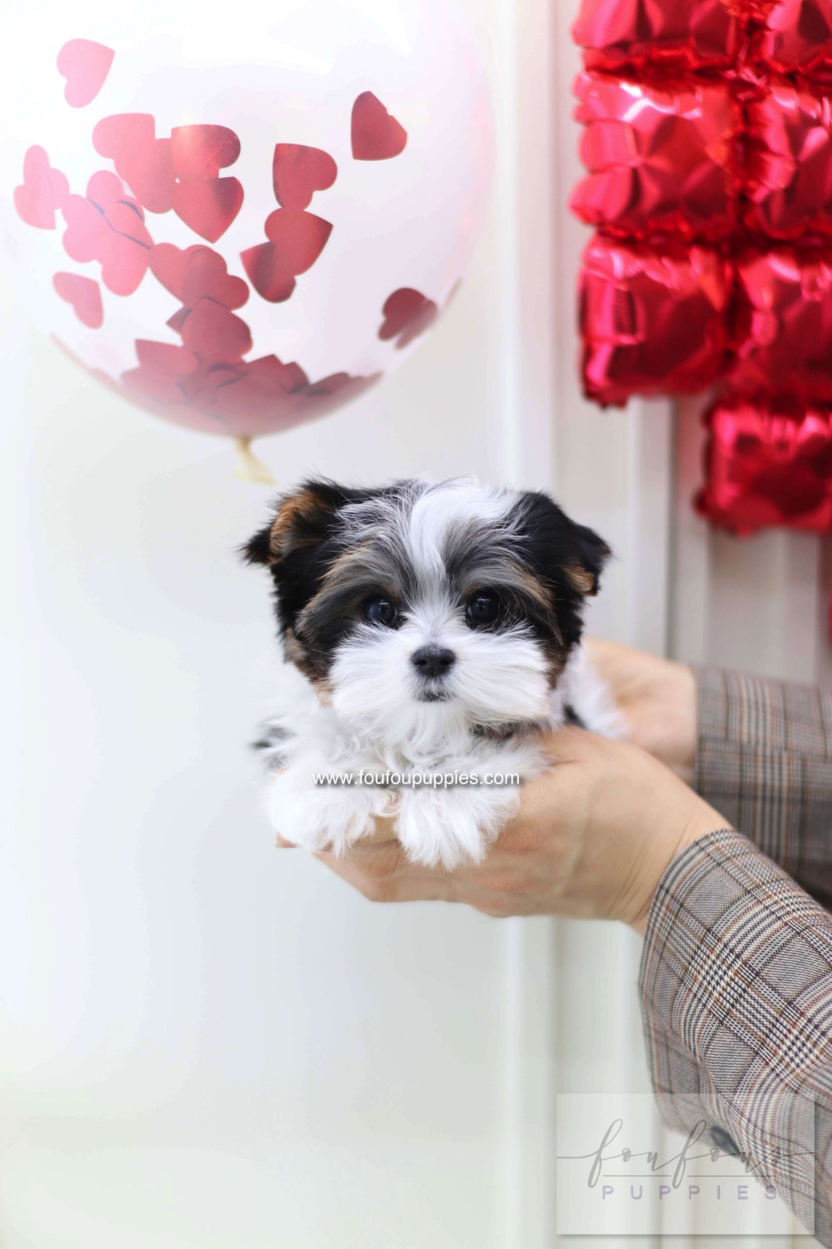 Pip - Biewer terrier M.