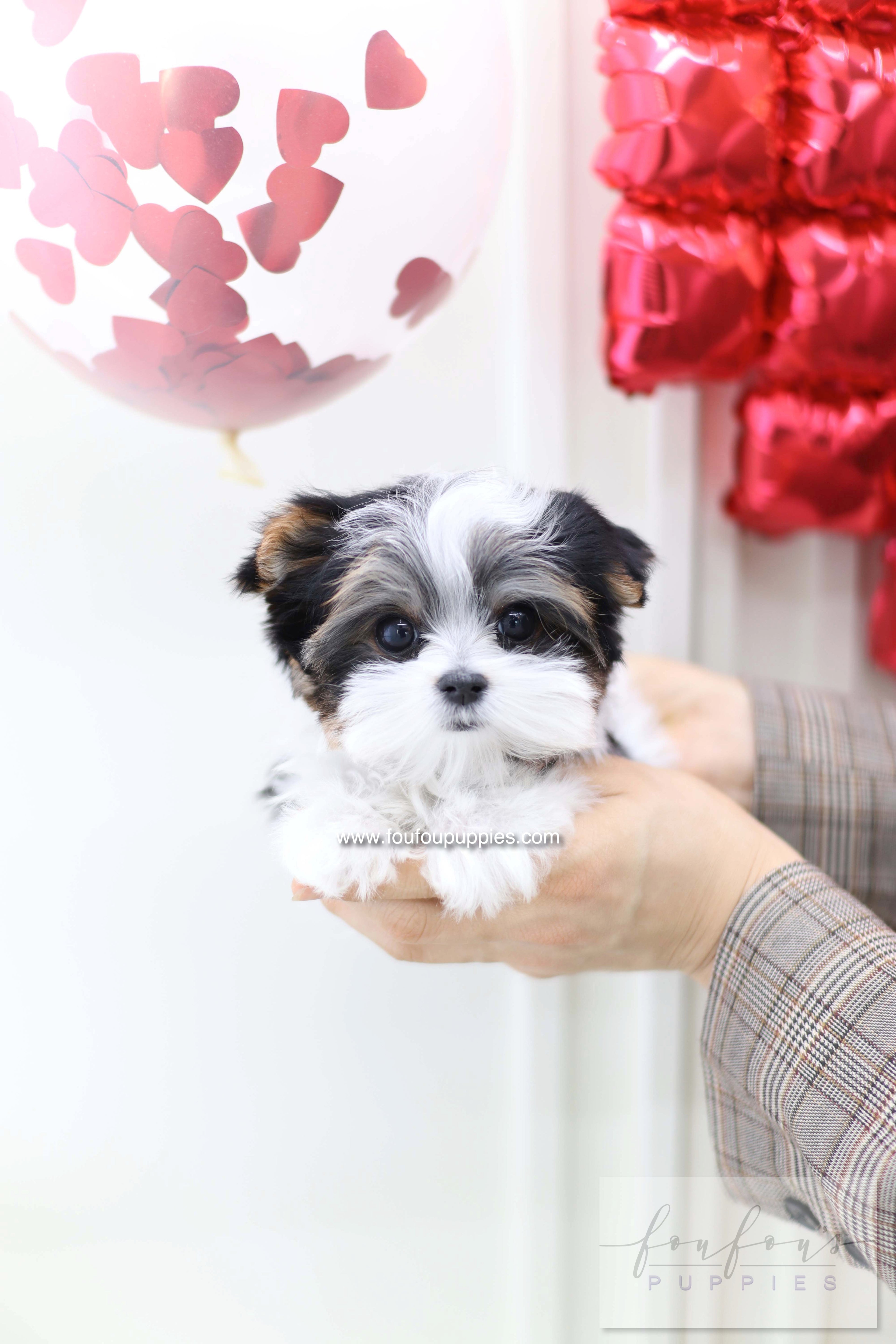Pip - Biewer terrier M.
