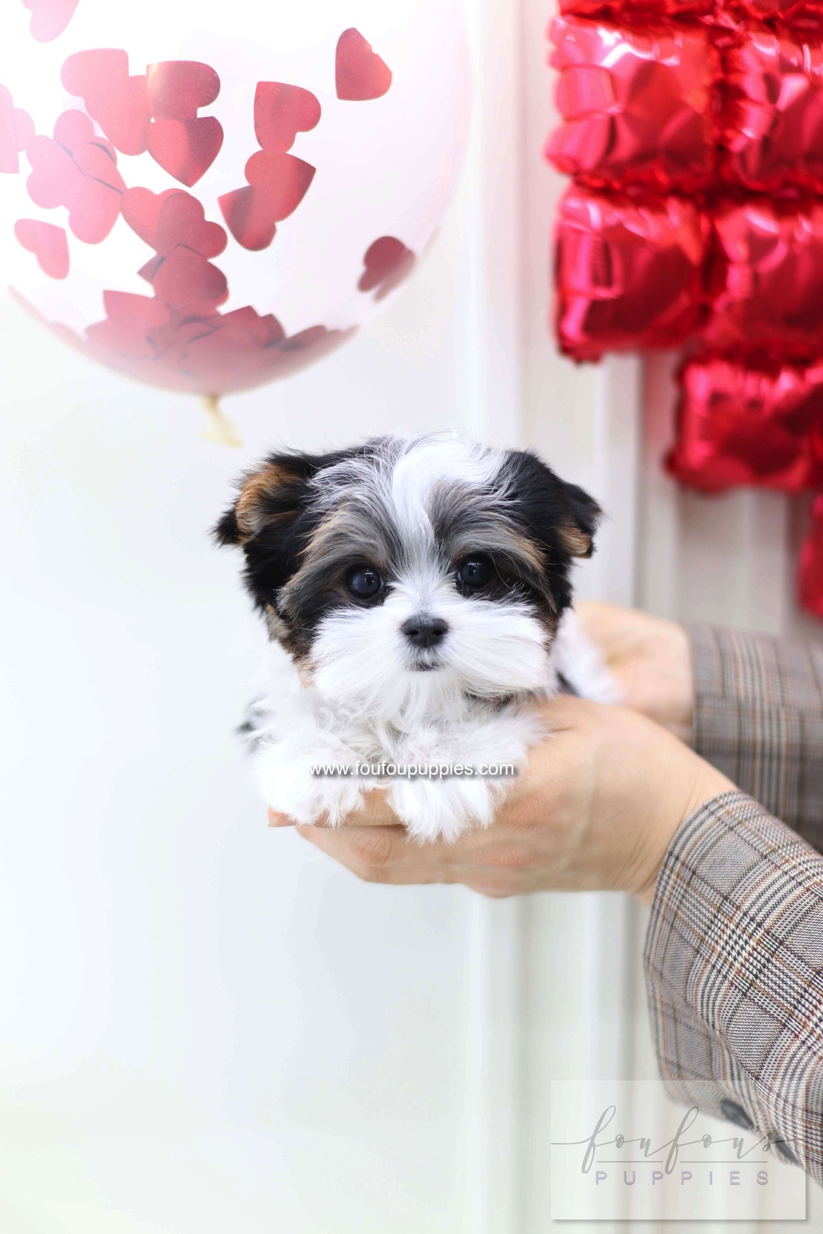 Pip - Biewer terrier M.