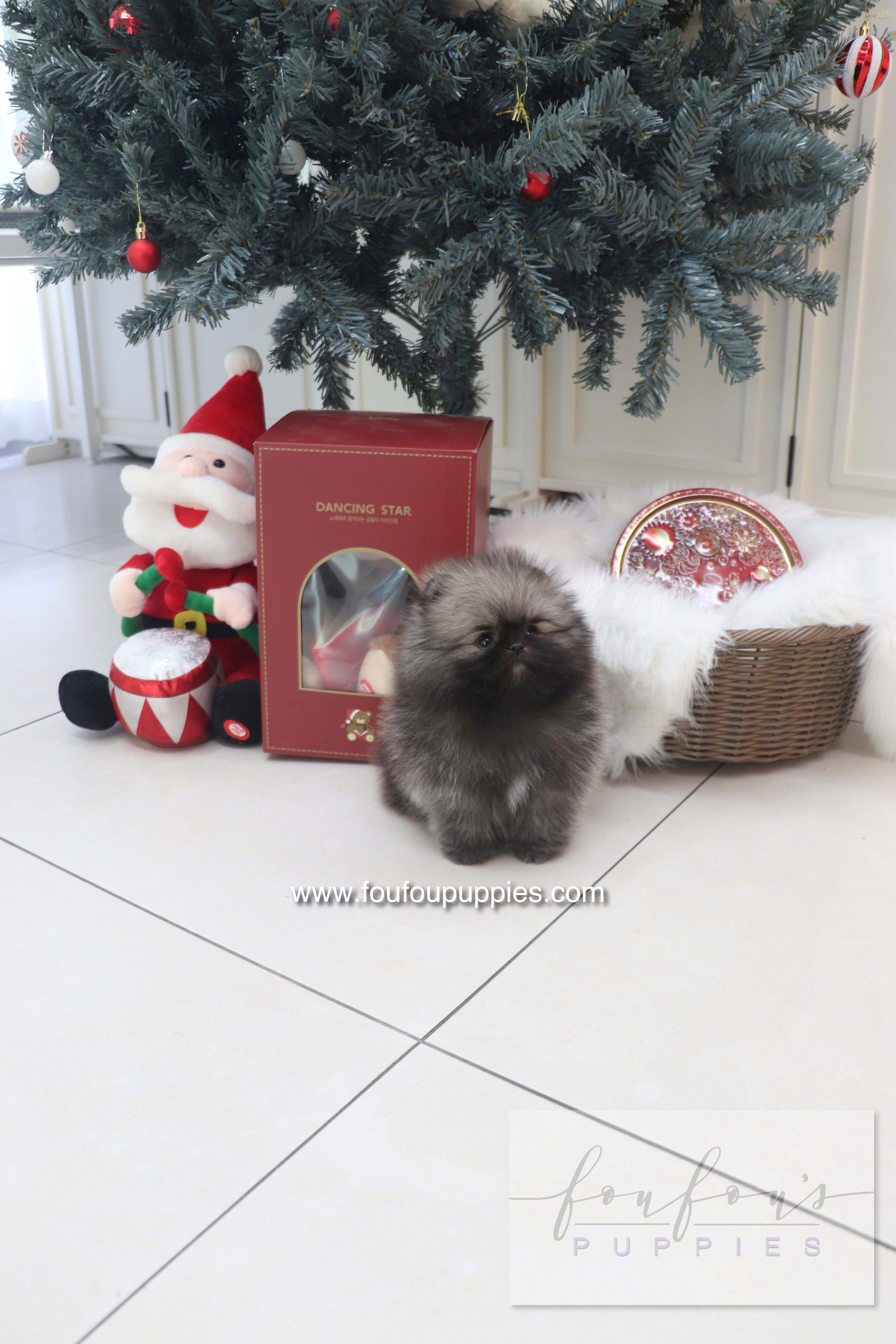 Mory - Pomeranian M.