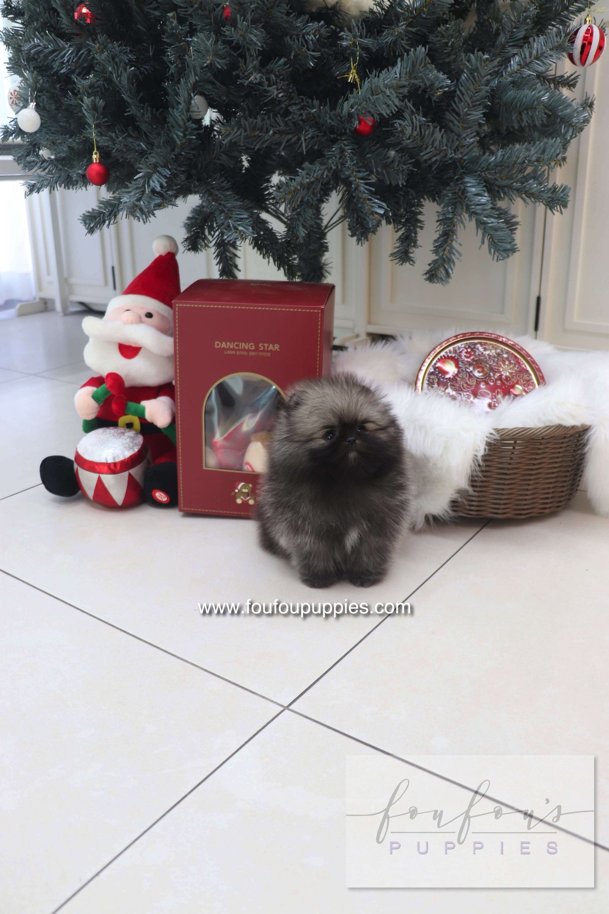 Mory - Pomeranian M.