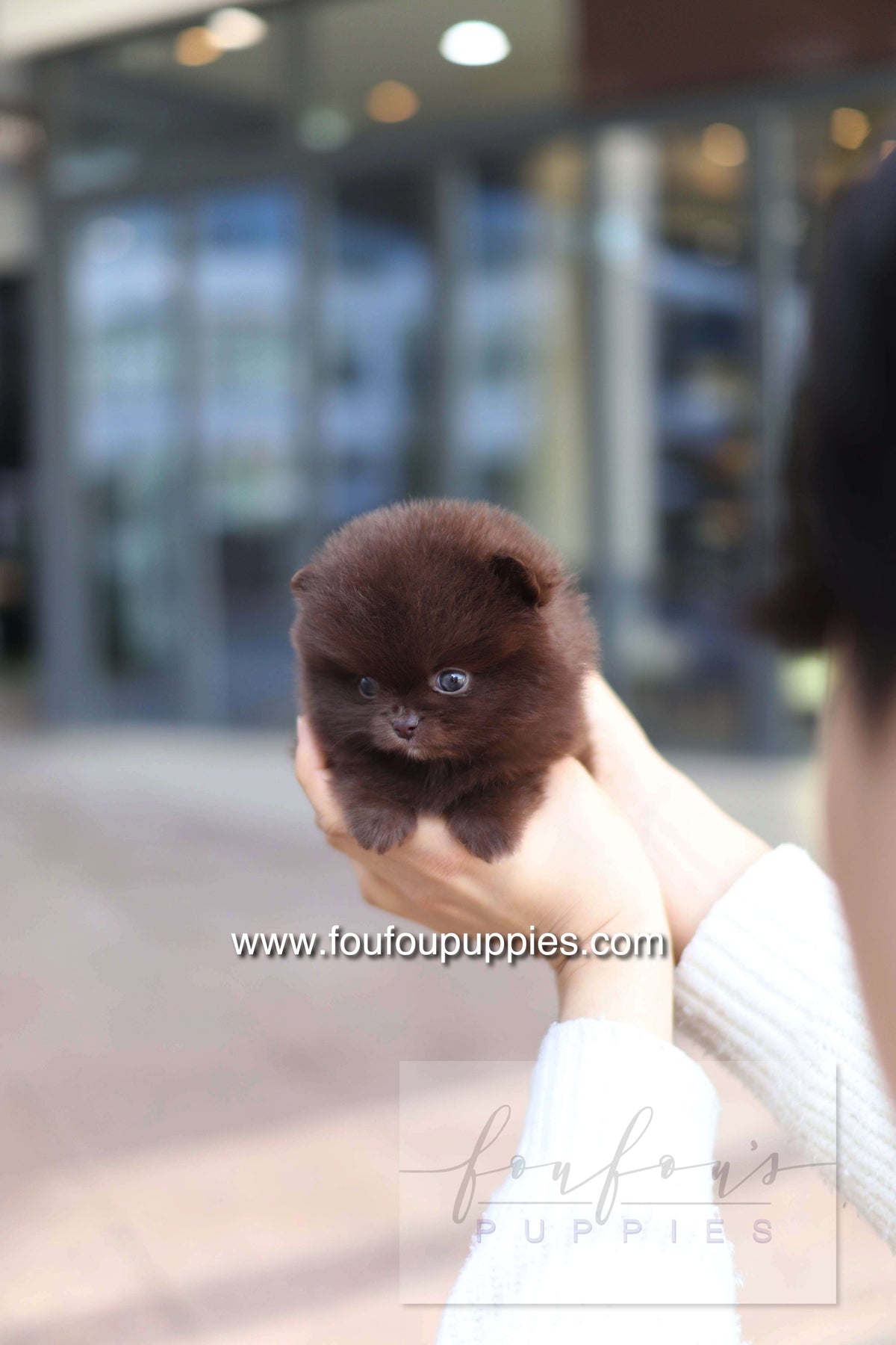 Godiva - Pomeranian F.