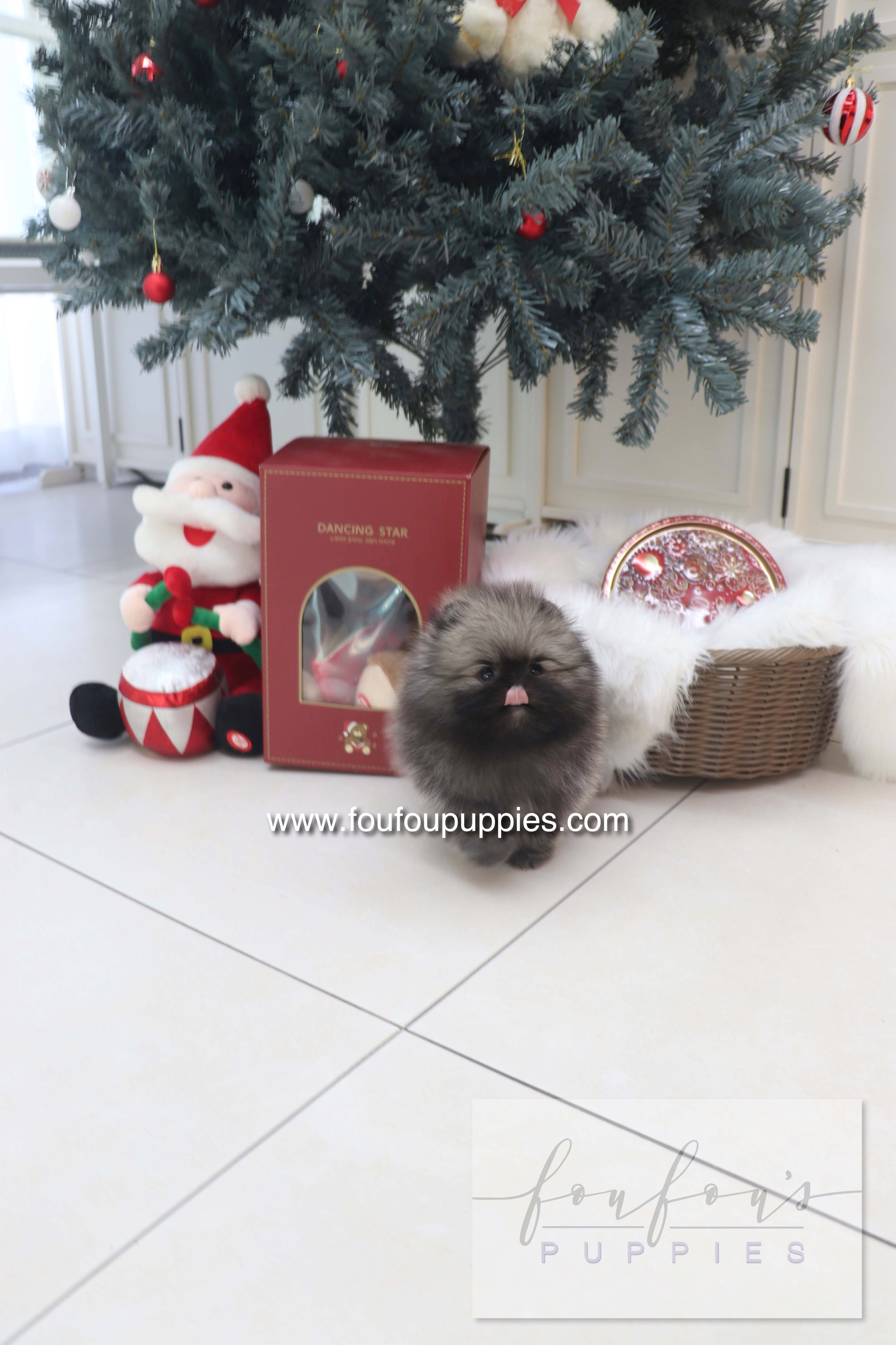 Mory - Pomeranian M.