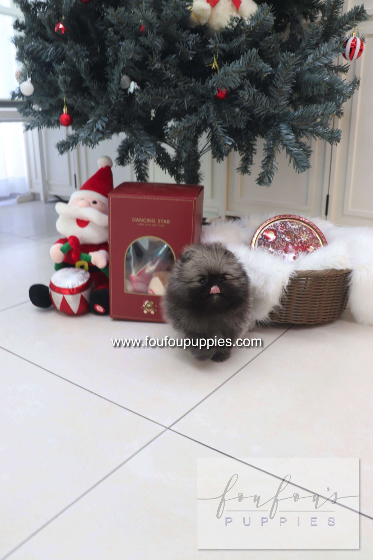 Mory - Pomeranian M.