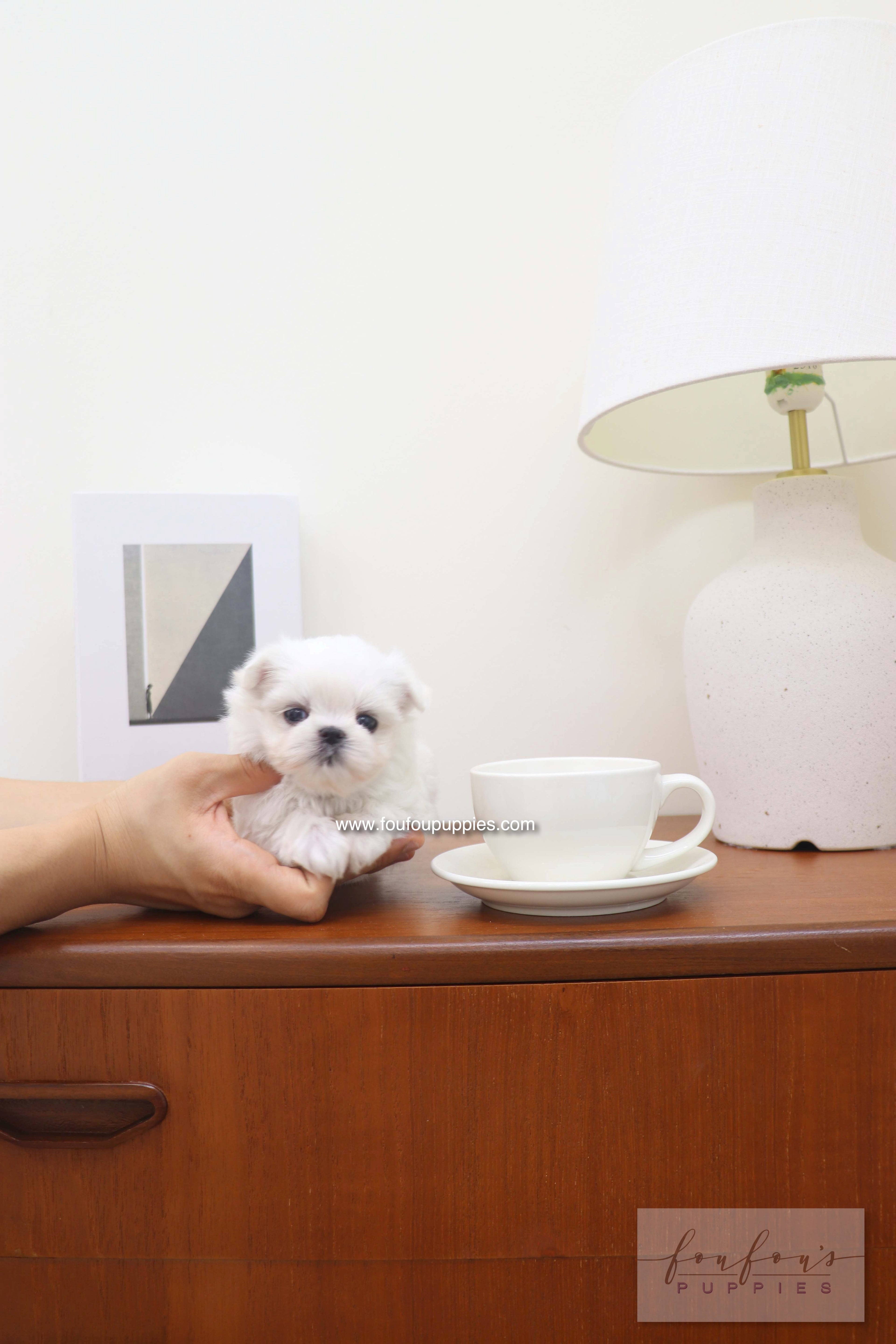 Capri - Maltese F.