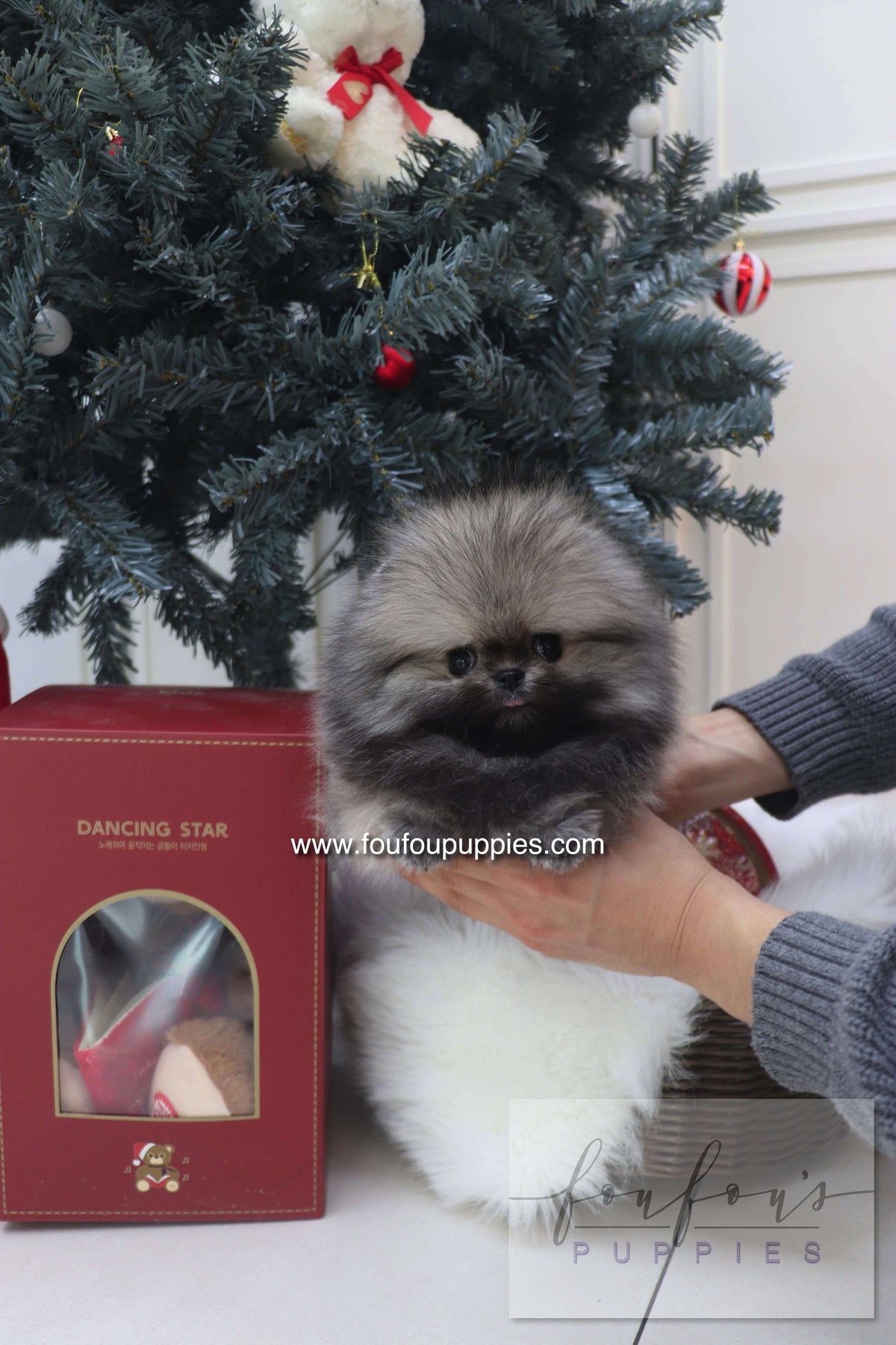 Nory - Pomeranian M.