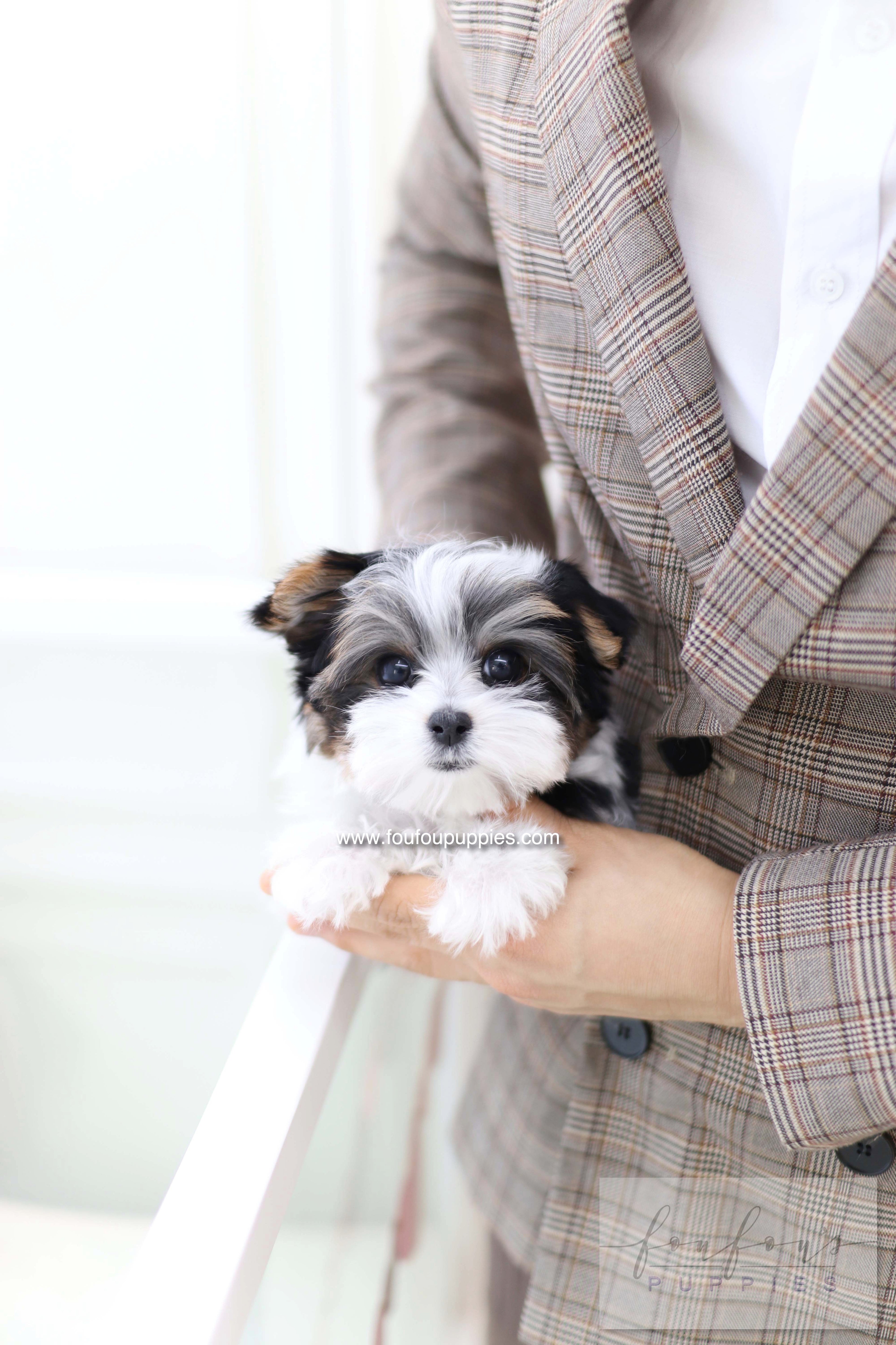 Pip - Biewer terrier M.