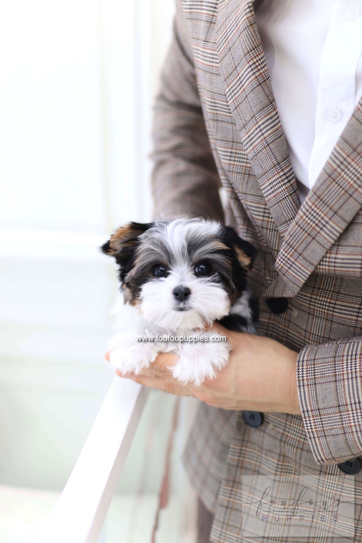 Pip - Biewer terrier M.
