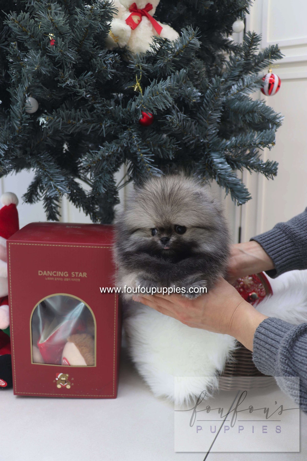 Nory - Pomeranian M.